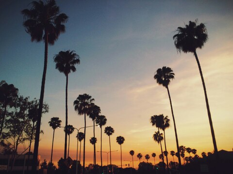 Sunset Street With Palm Trees