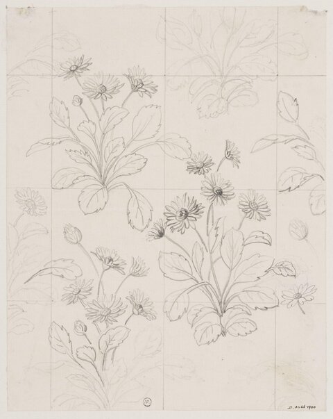 Pencil Sketch of Daisies