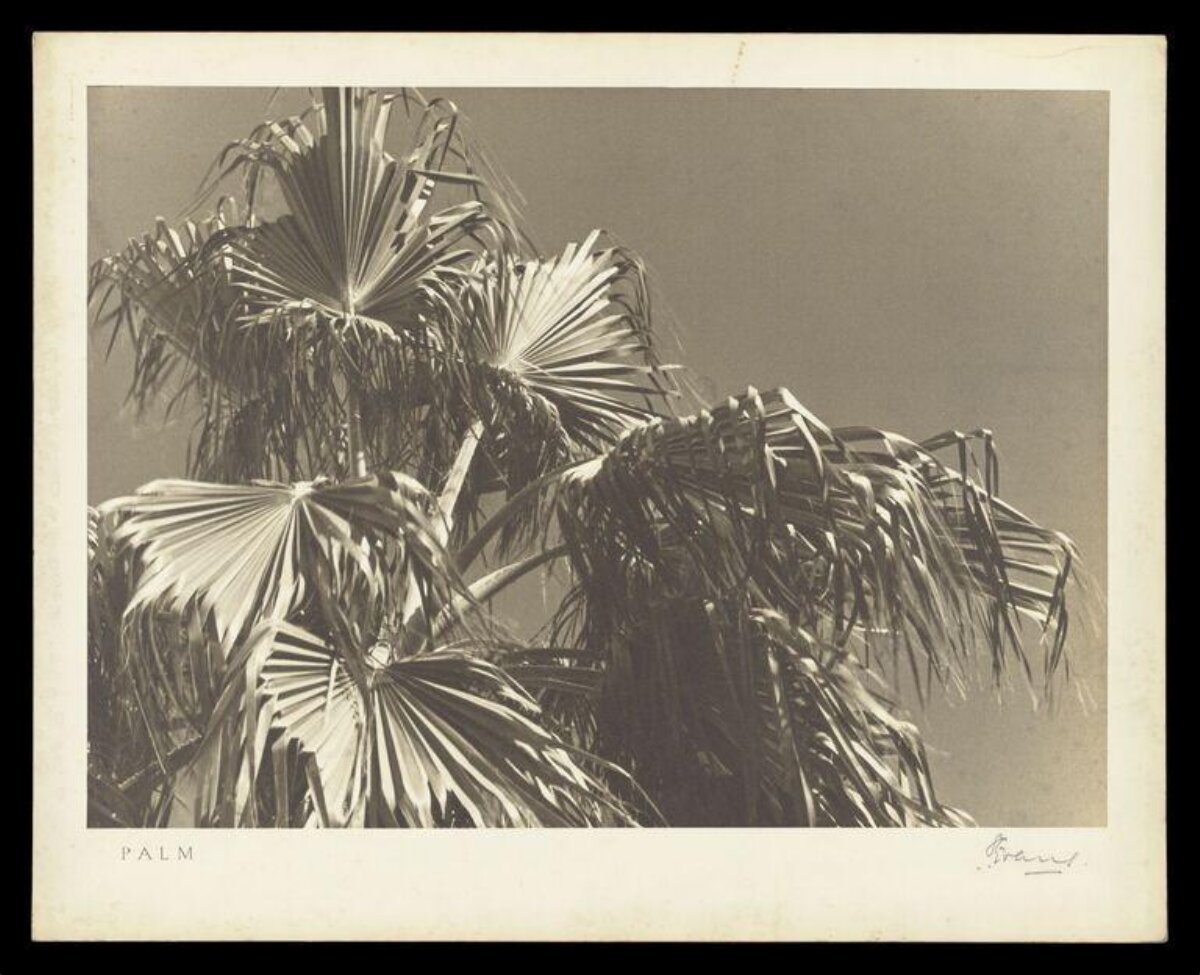 Vintage Palm Photograph