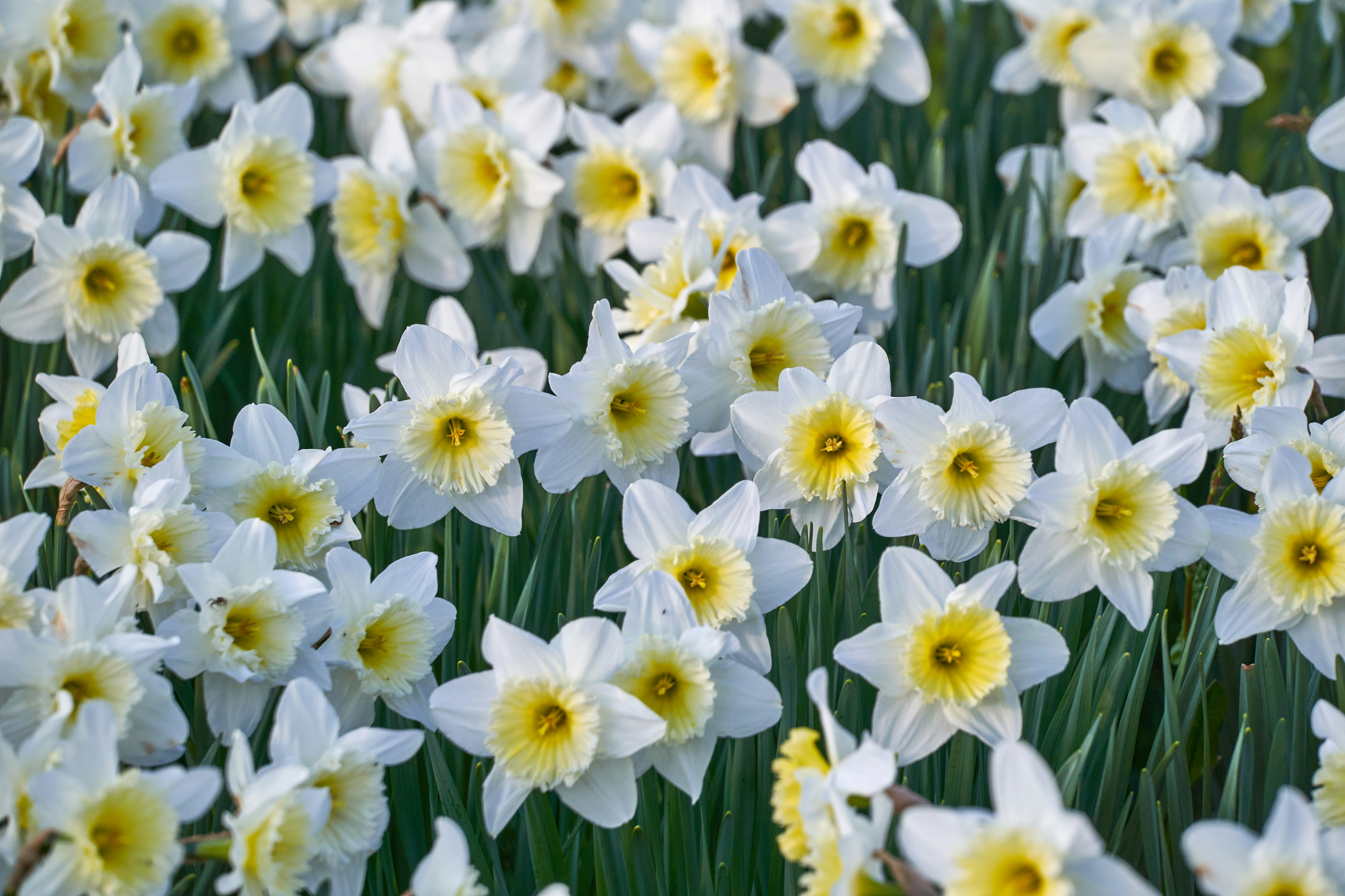 Field of White Daffodils