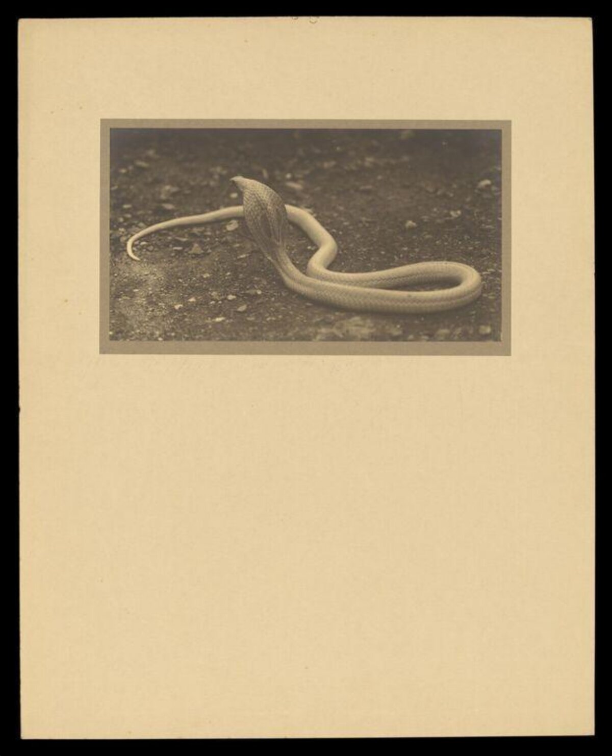 Vintage Photo of White Cobra