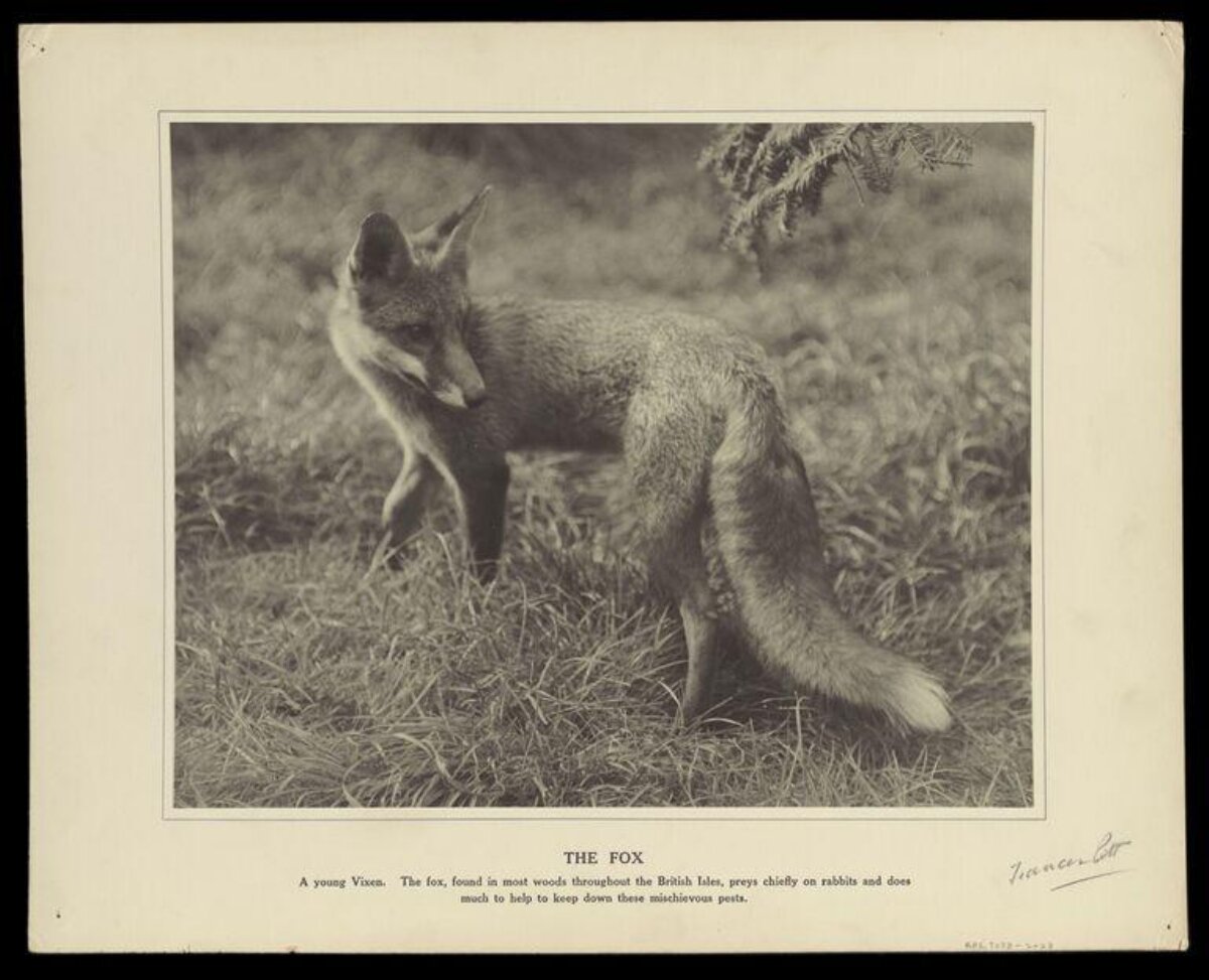 Young Vixen Fox