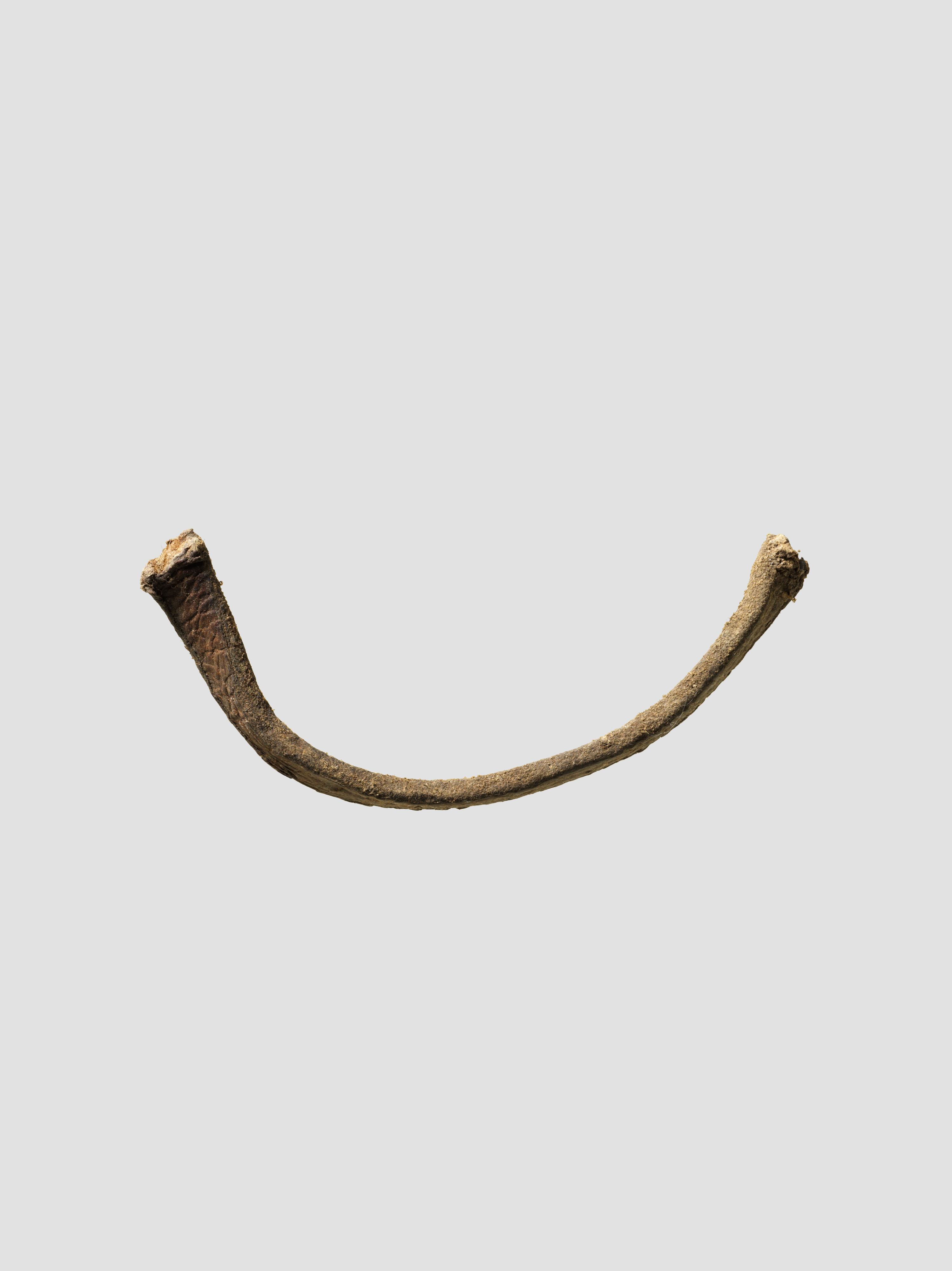 Curved Fossil Bone Fragment