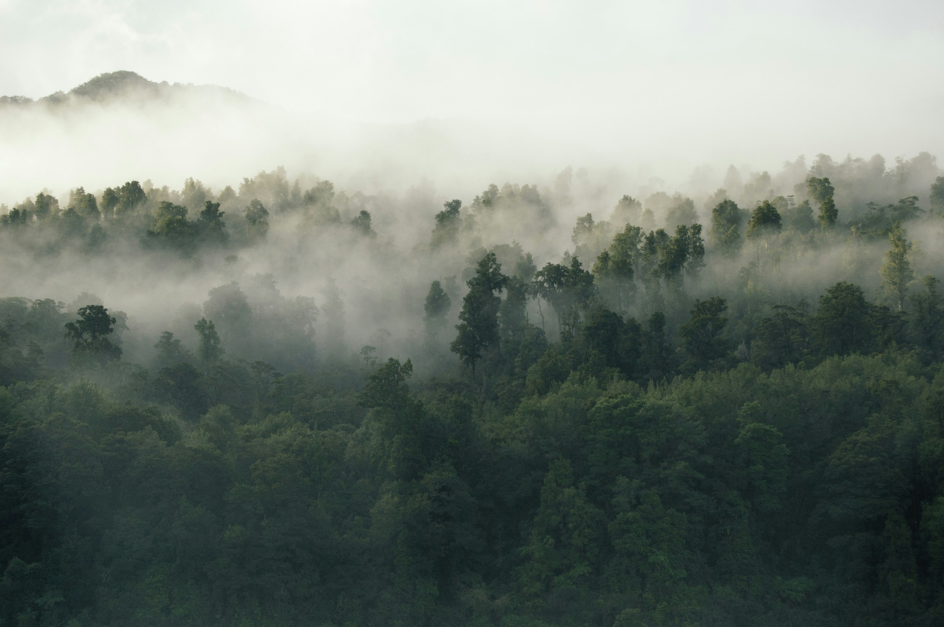 Misty Mountain Forest