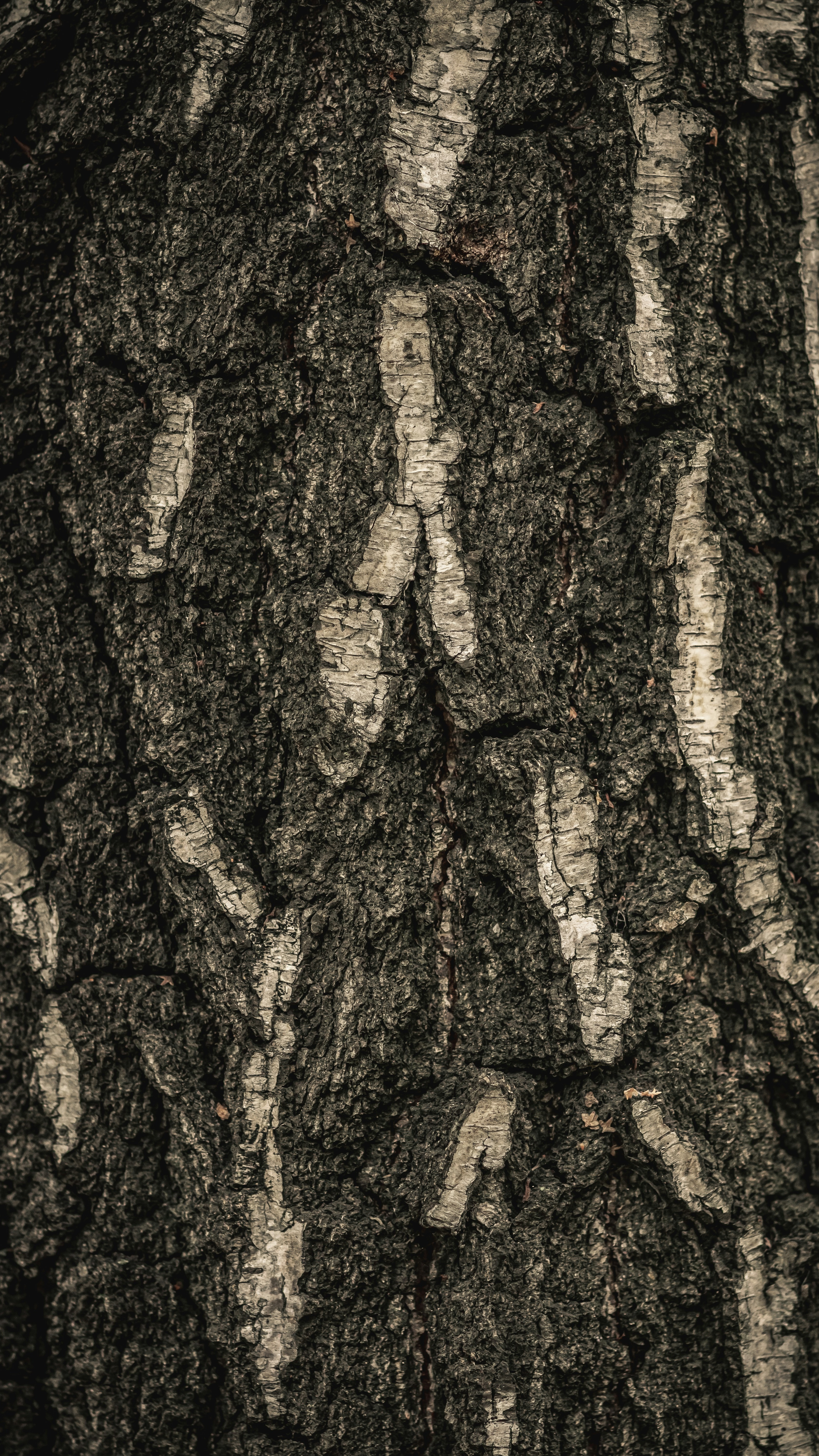 Close Up of Birch Tree Bark