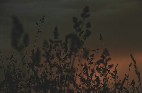 Wild Grass Silhouettes at Dusk