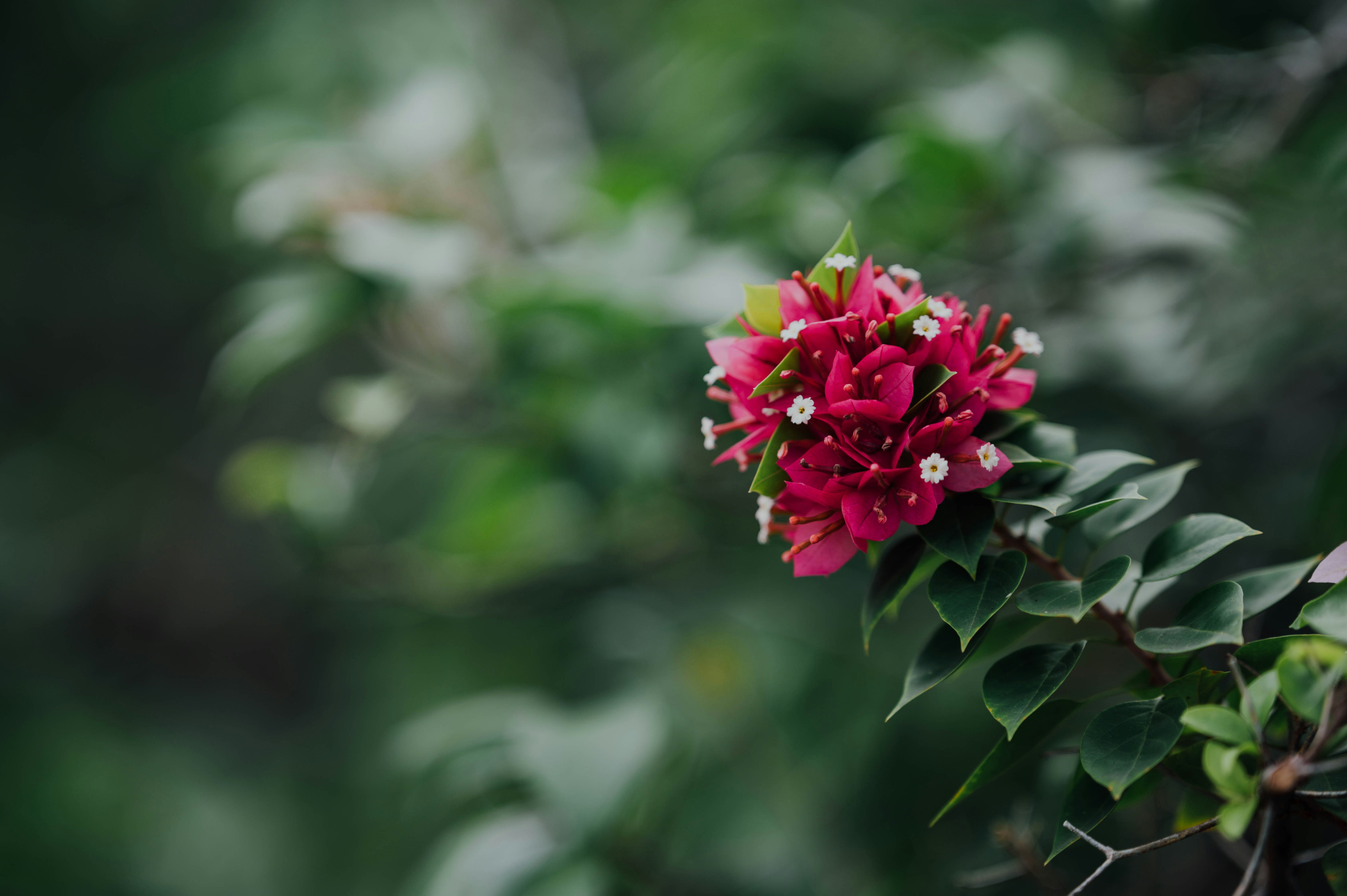 Pink Bougainvillea Flower Cluster