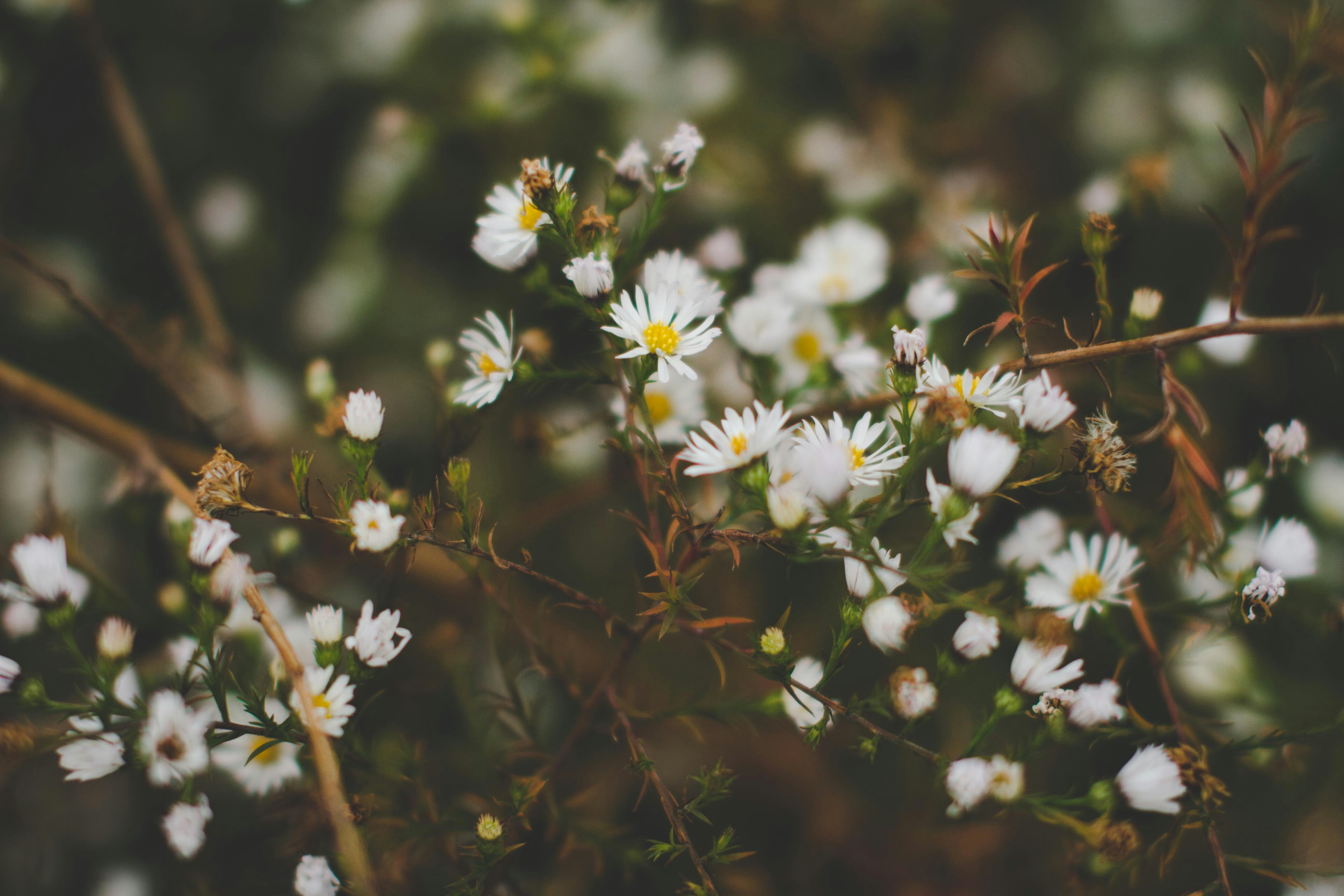 Wild White Daisies in Bloom