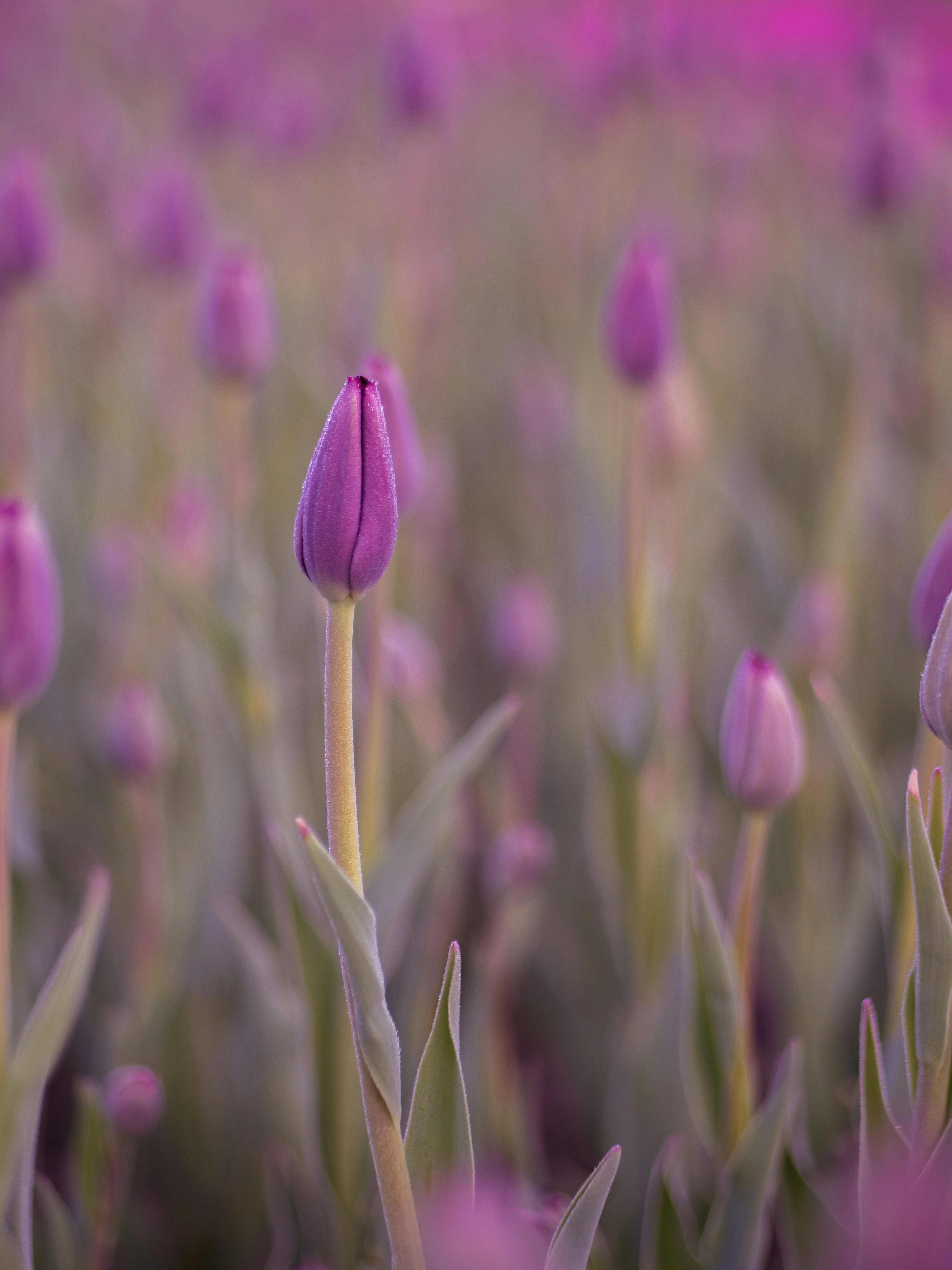Field of Purple Tulip Buds
