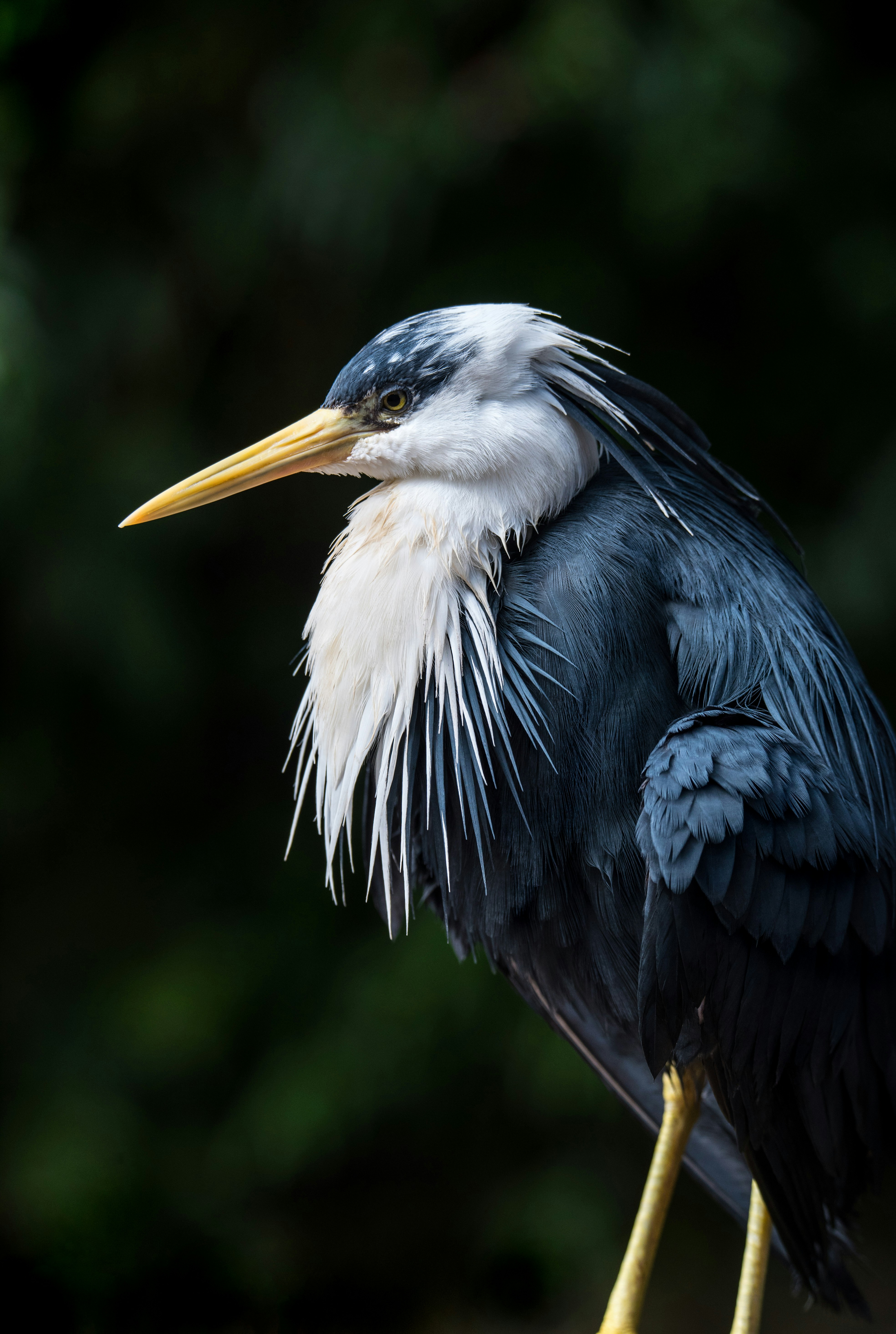Portrait of a White-necked Heron
