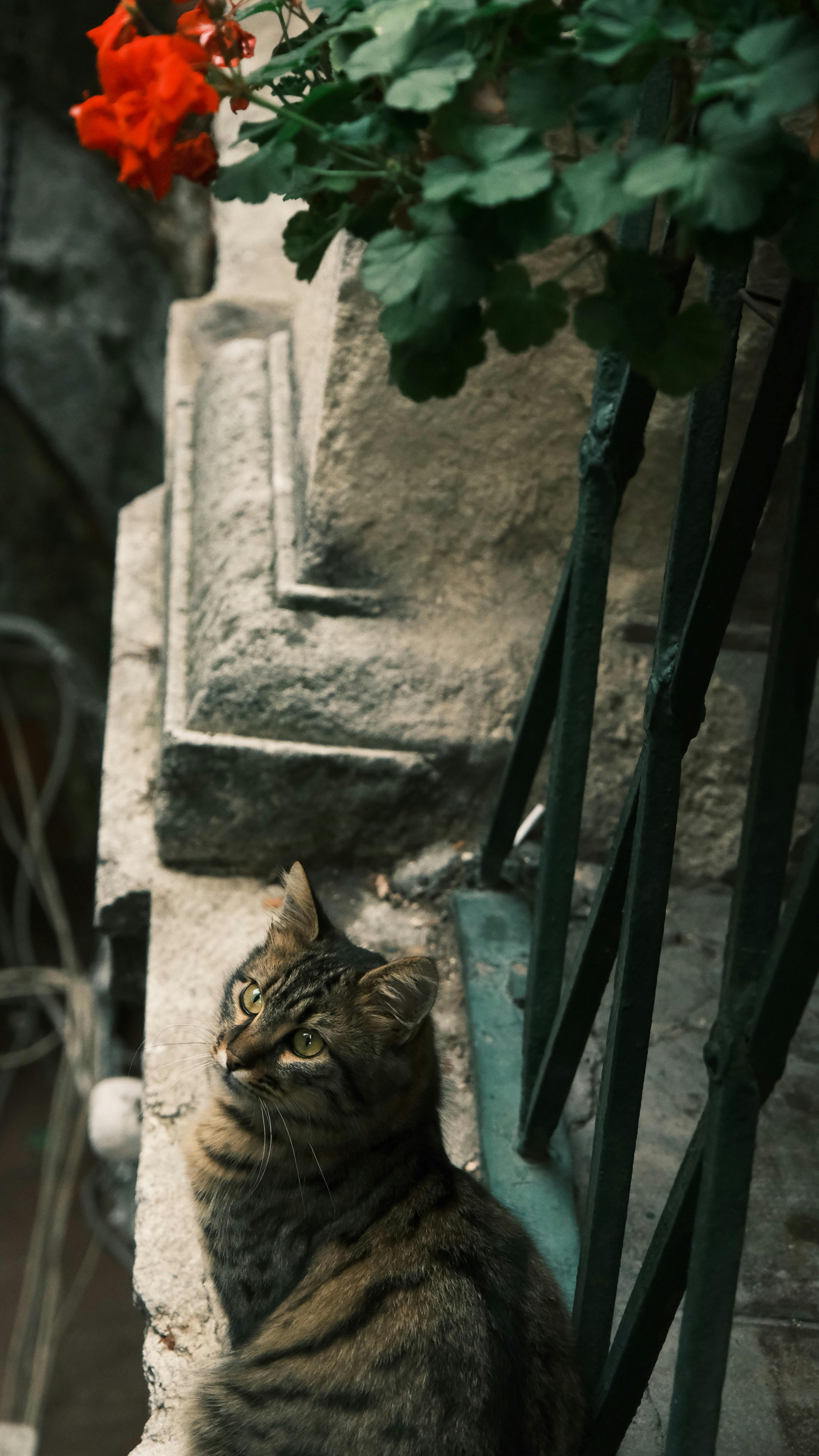 Tabby Cat on Outdoor Stone Ledge