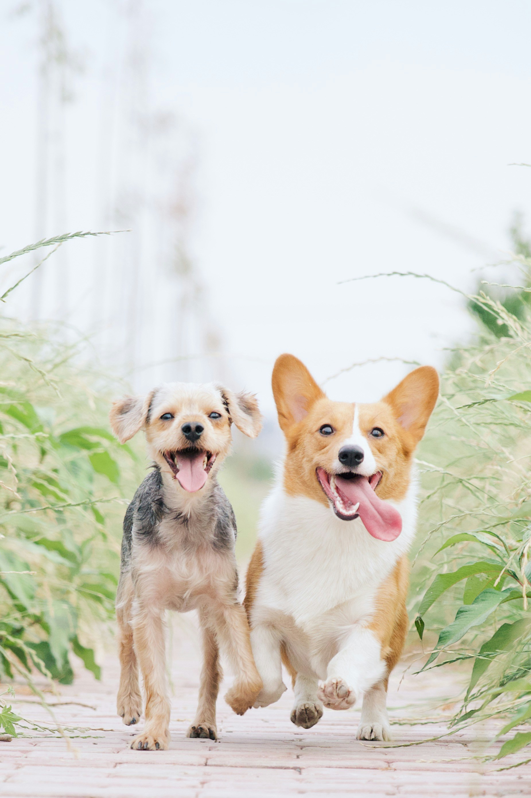 Two happy dogs running towards camera