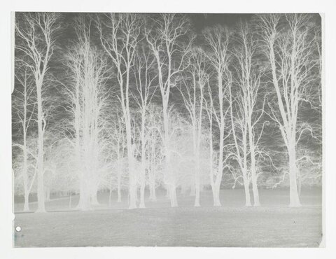 Negative Print of Leafless Trees