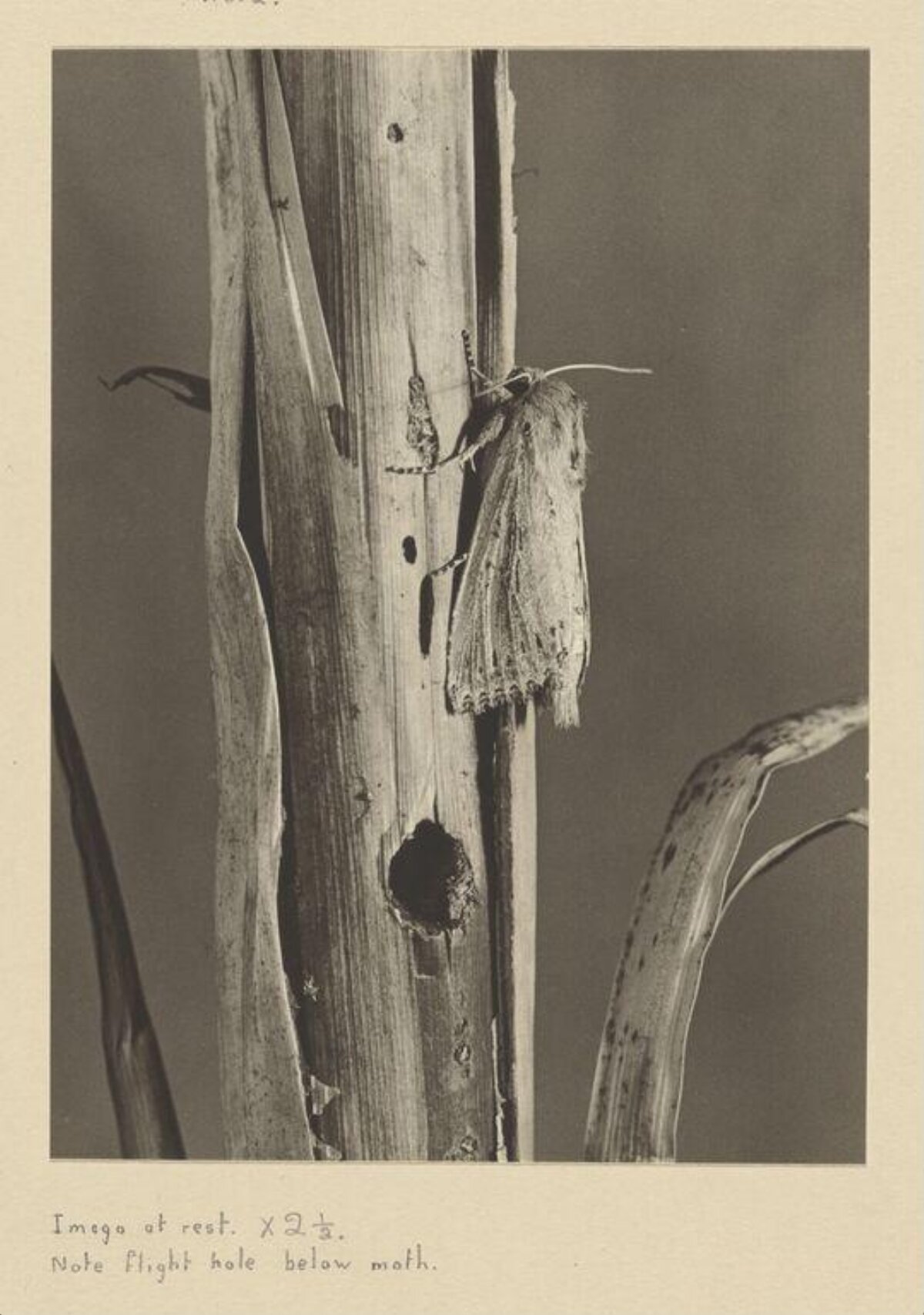 Moth at Rest on Plant Stem