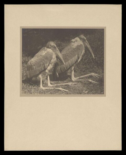 Two Storks Resting on Grass