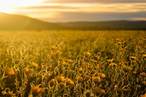 Sunlit Wildflower Field at Sunset