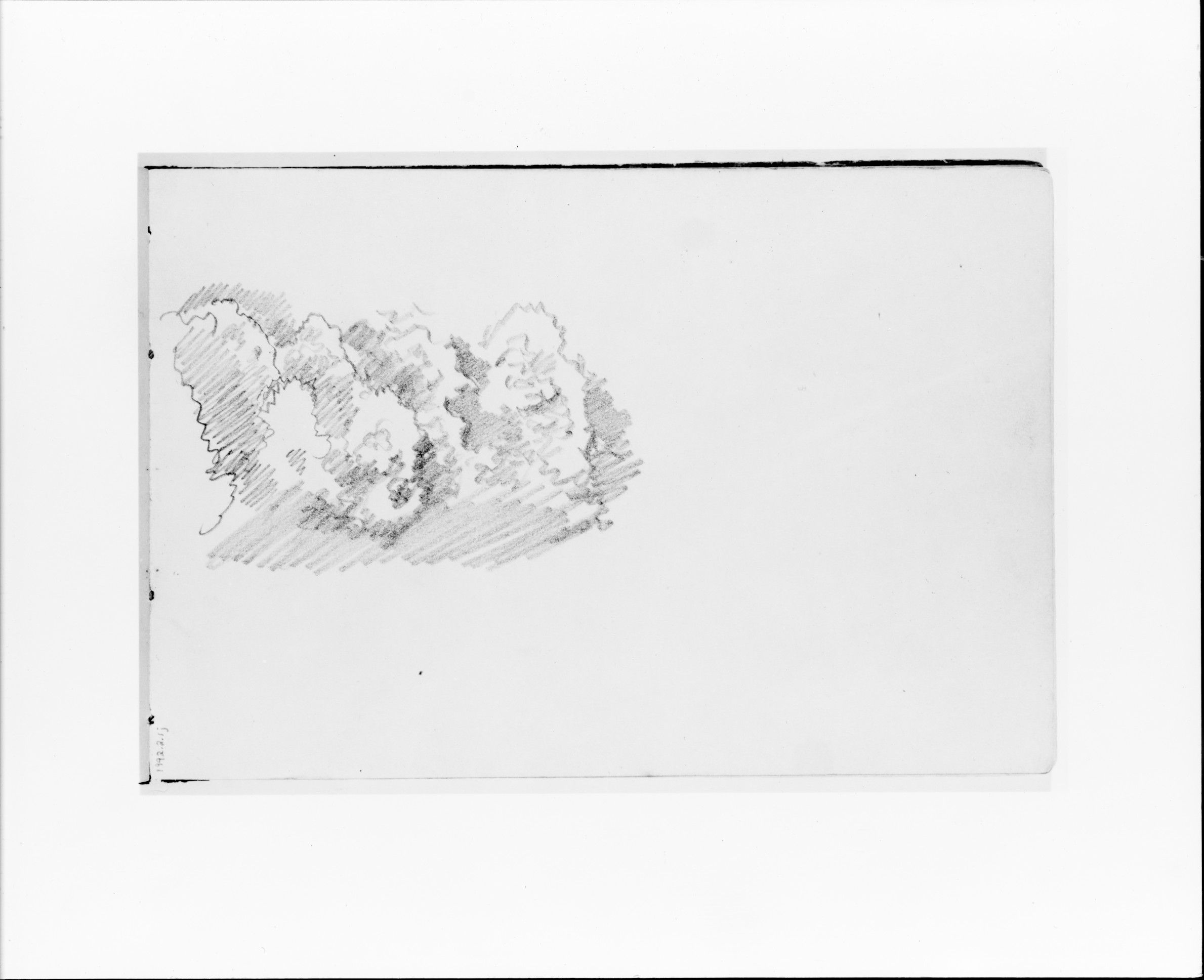 Pencil Sketch of a Tree Cluster