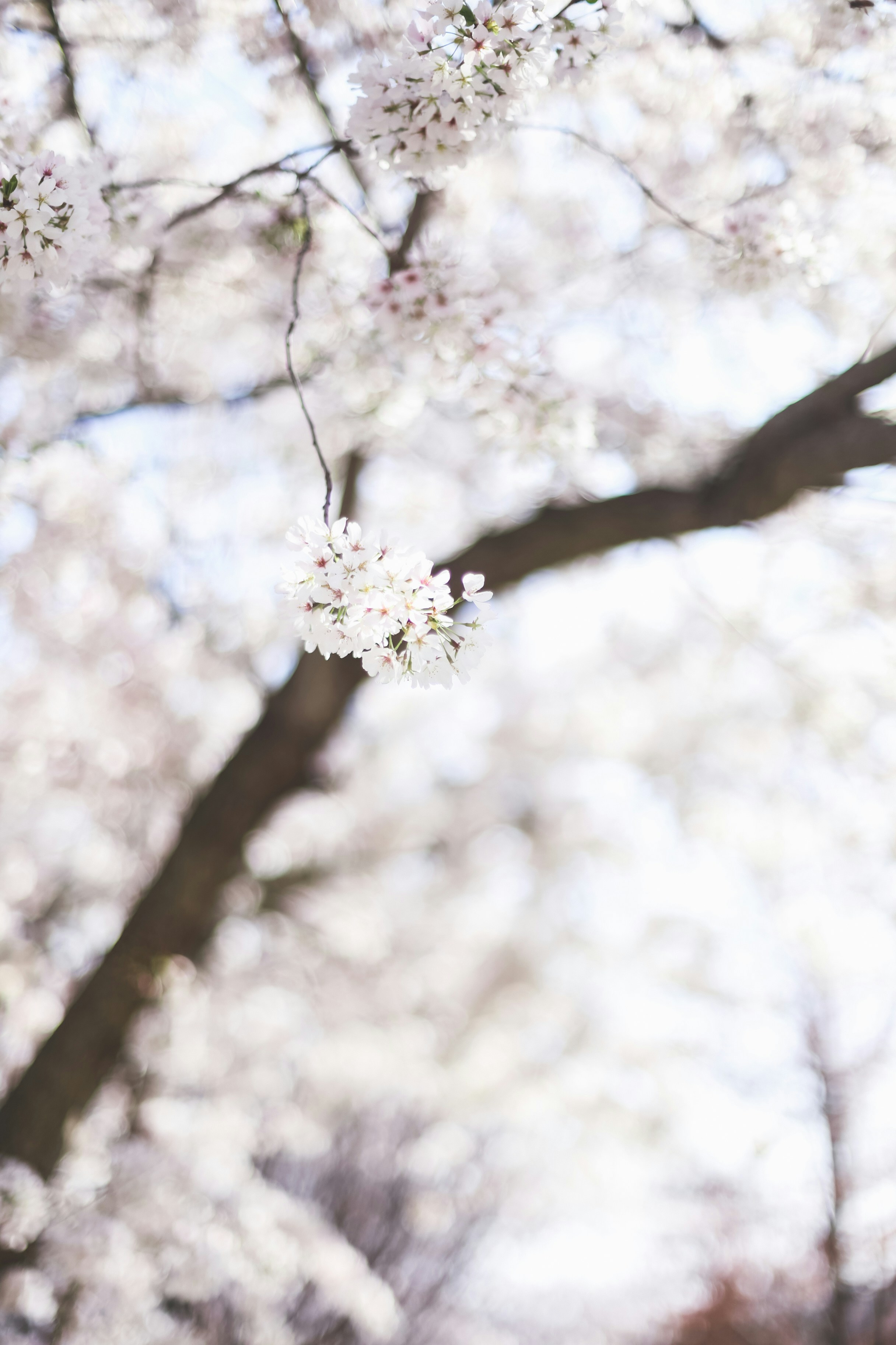 Blooming White Cherry Blossoms