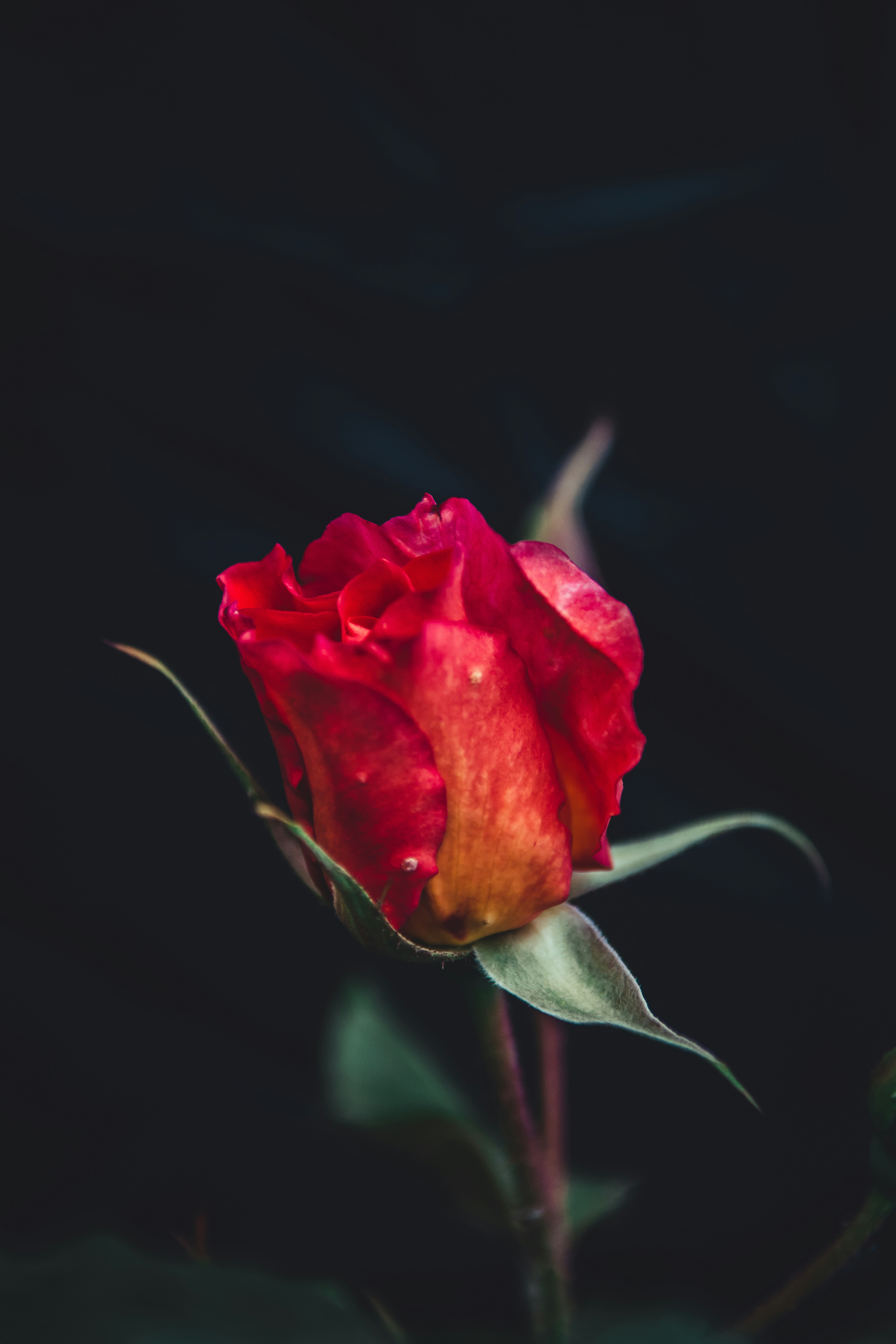 Red Rose Bud Against Dark Background