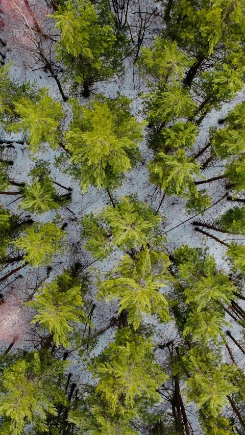 Aerial View of Snowy Forest