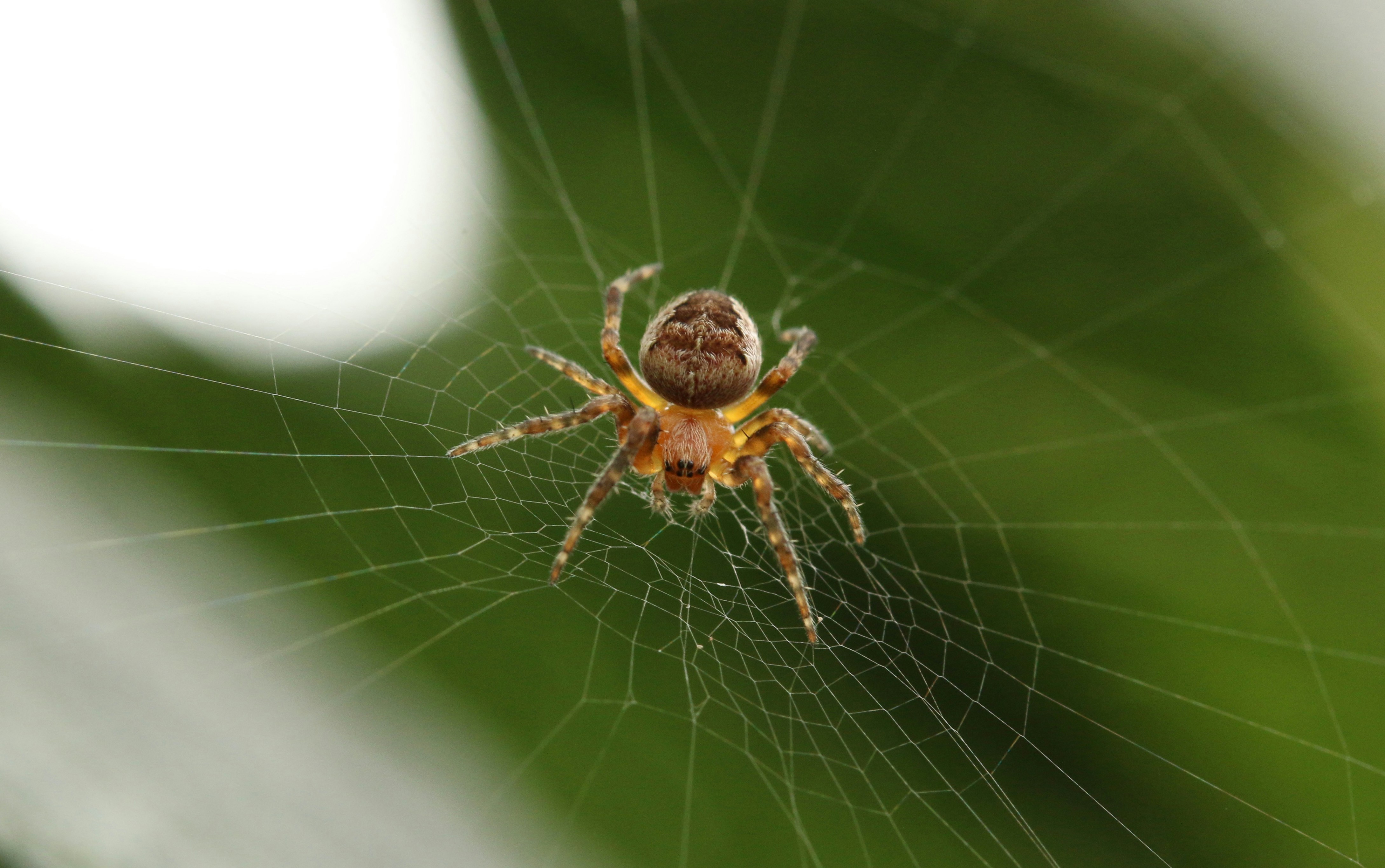 Spider Waiting on Its Web
