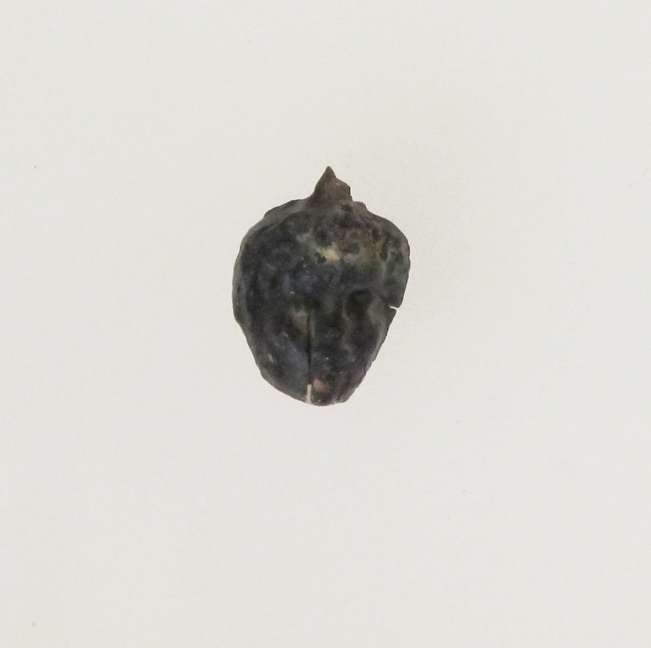 Single Dark Plant Seed