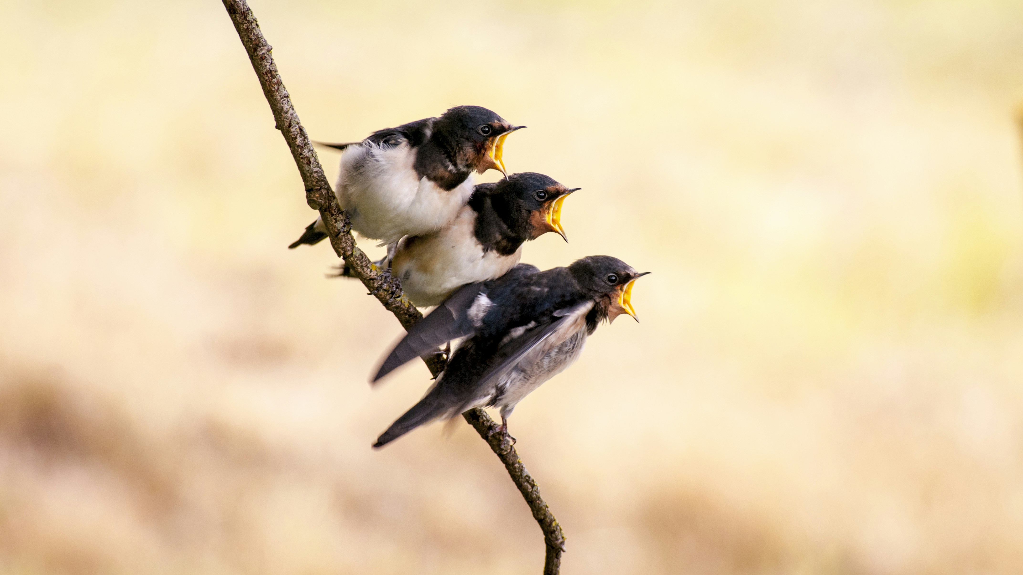 Three Hungry Swallows on a Branch