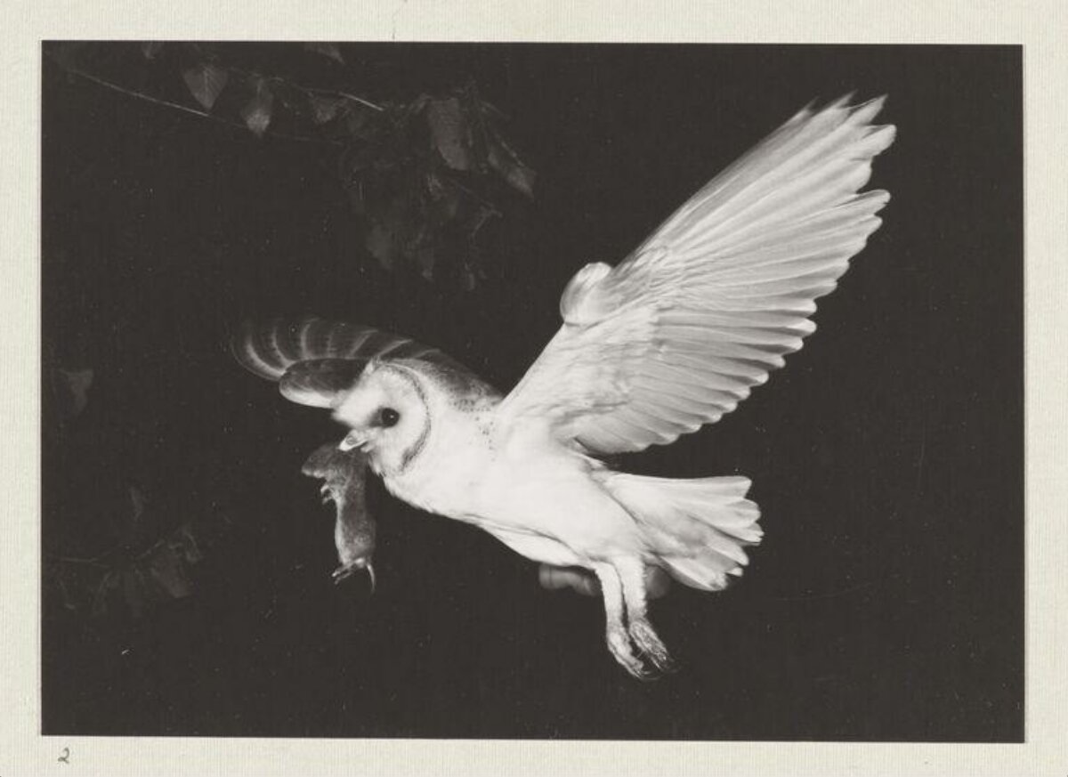 Barn Owl Carrying Prey In Flight