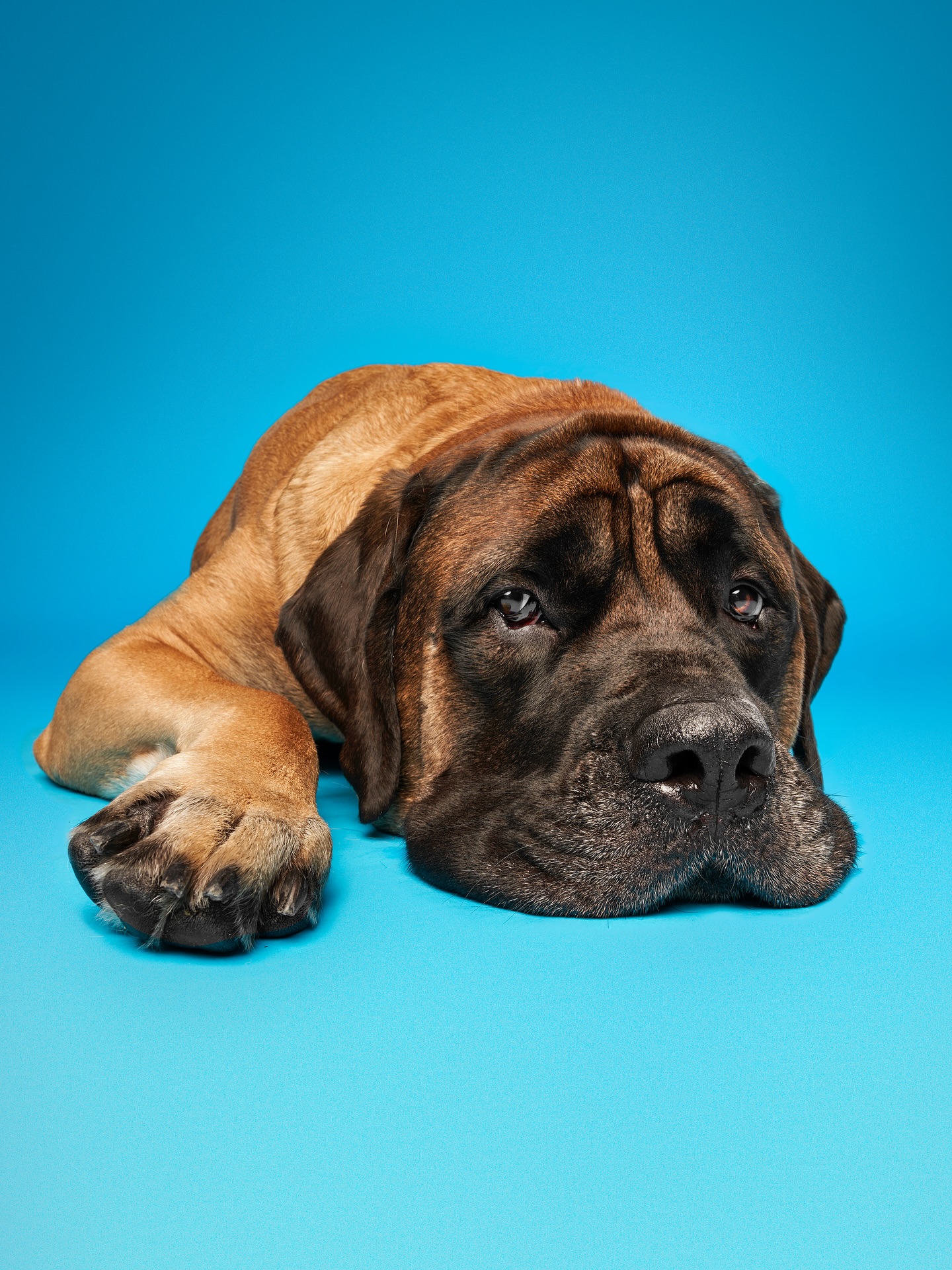 Brown Mastiff Dog Lying Down