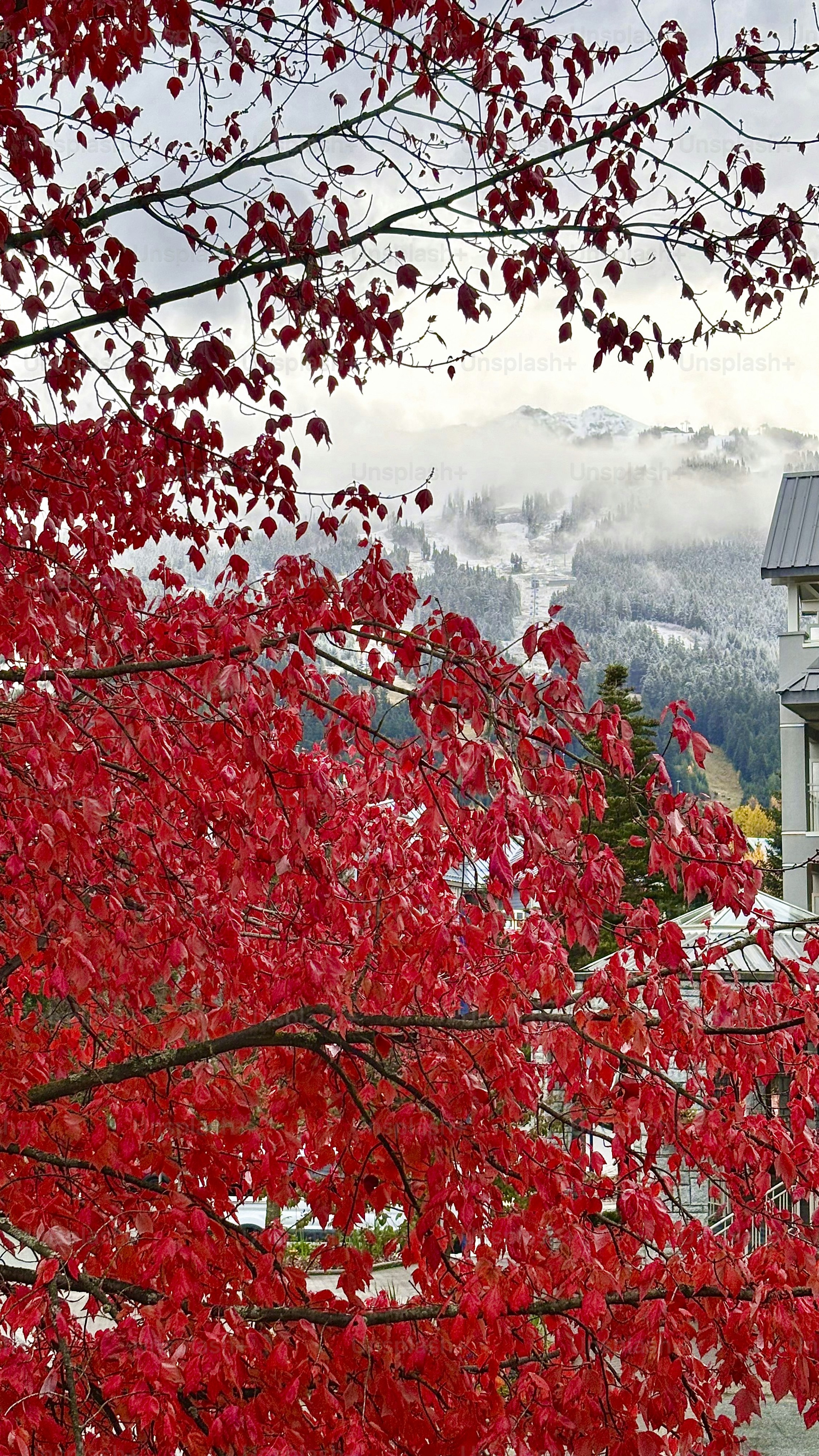 Red Autumn Leaves and Misty Mountains