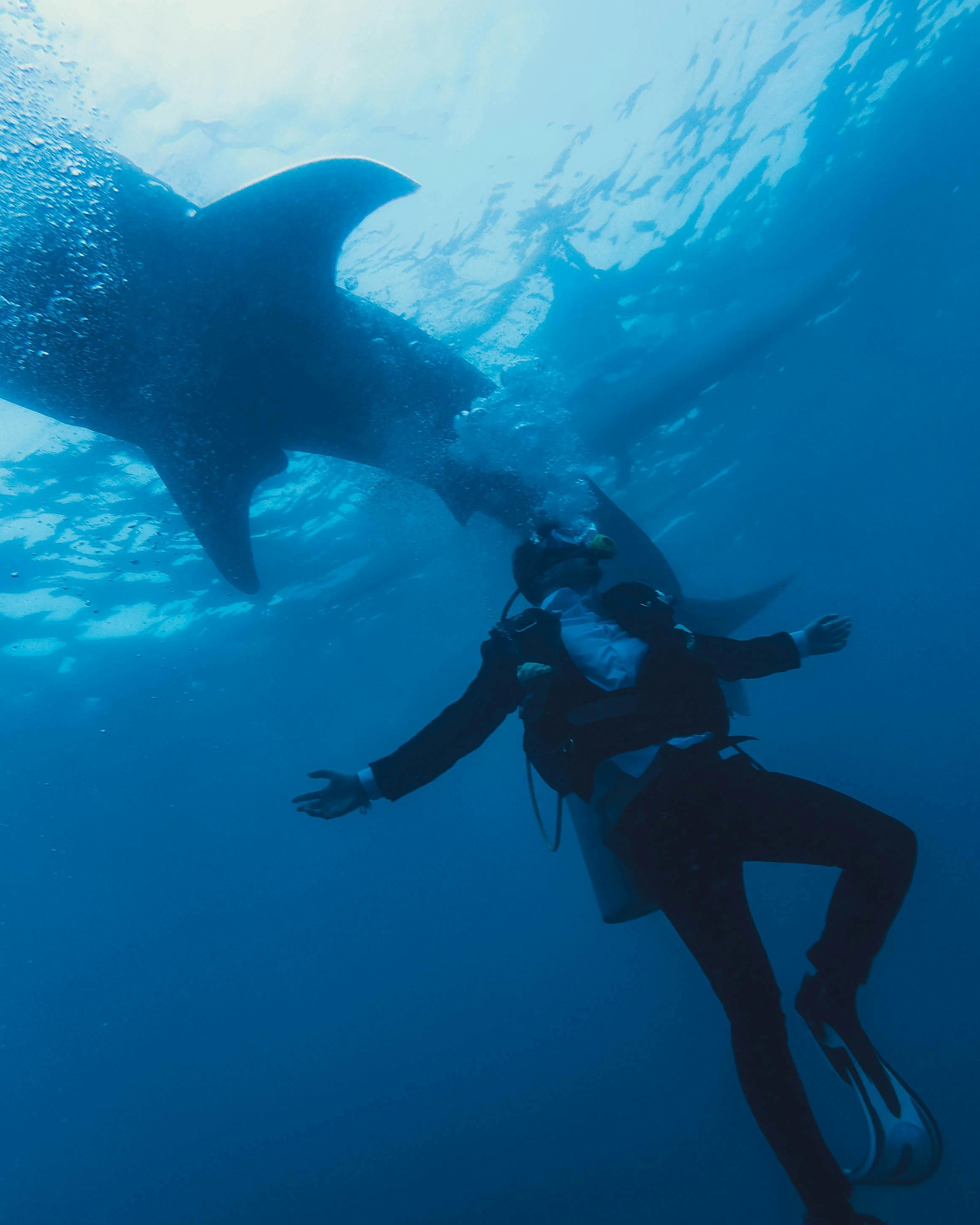 Diver and Giant Whale Shark Underwater