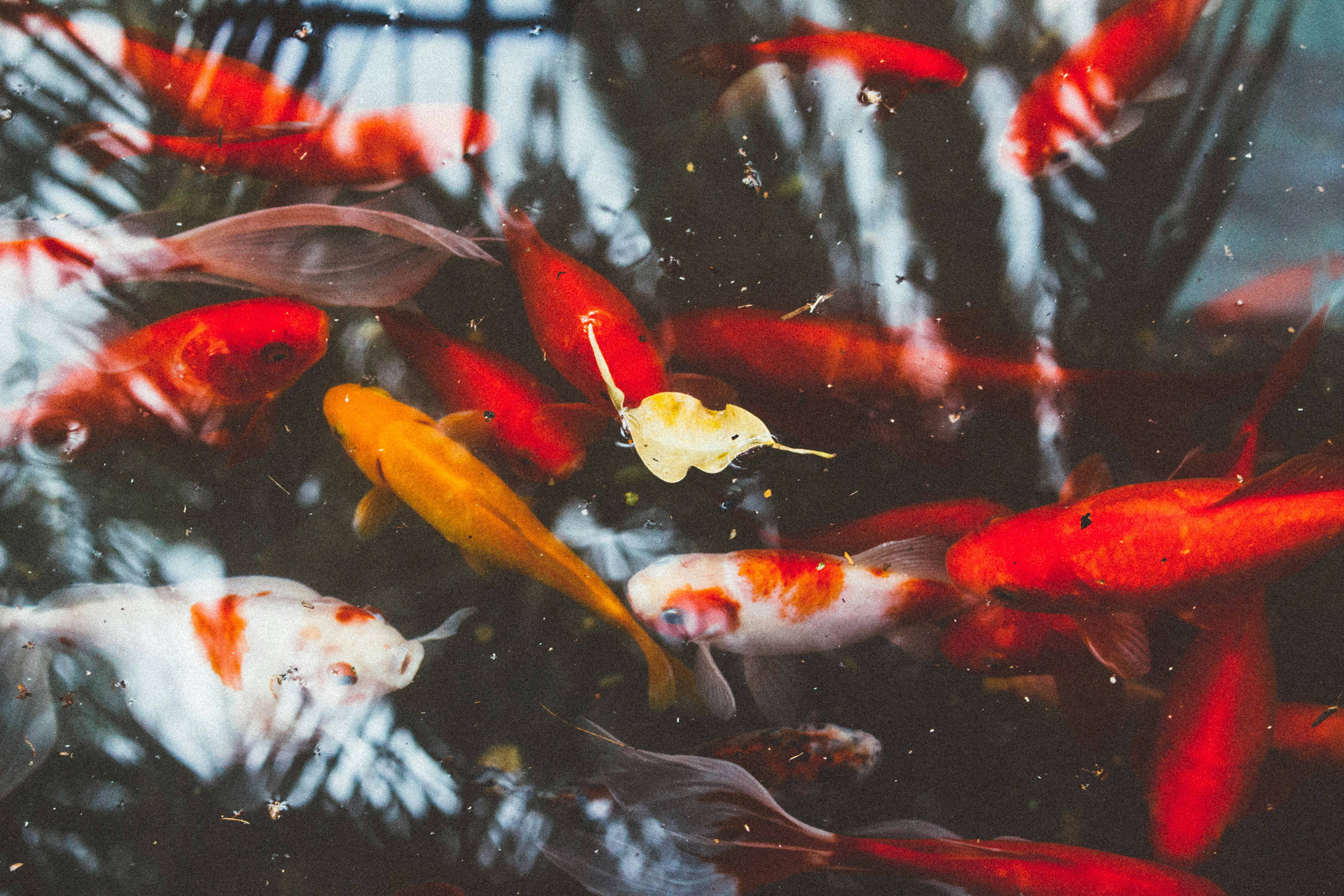 Koi Fish Swimming In Pond