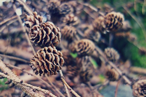 Pine Cones on Tree Branches