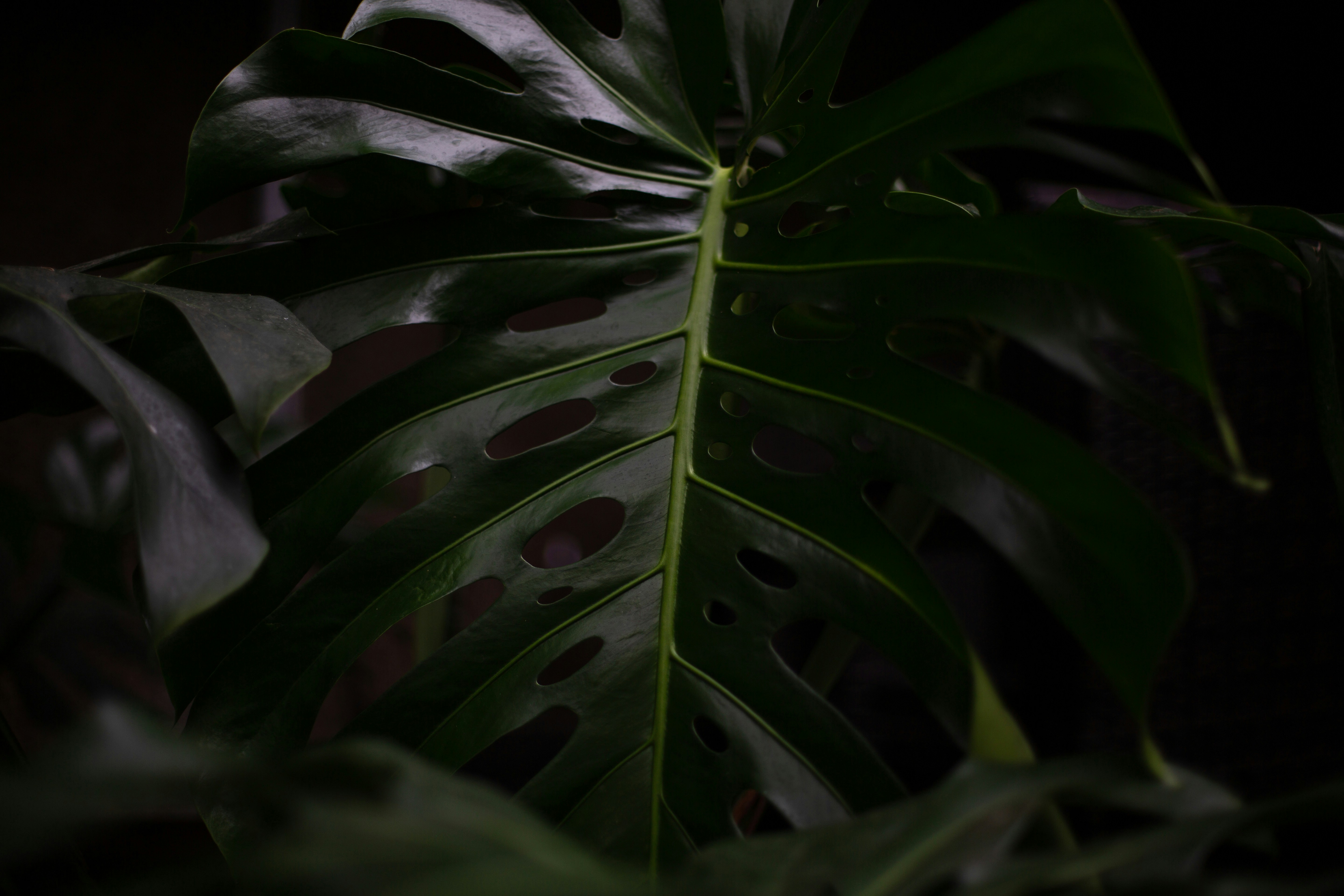 Close-up of Monstera Leaf