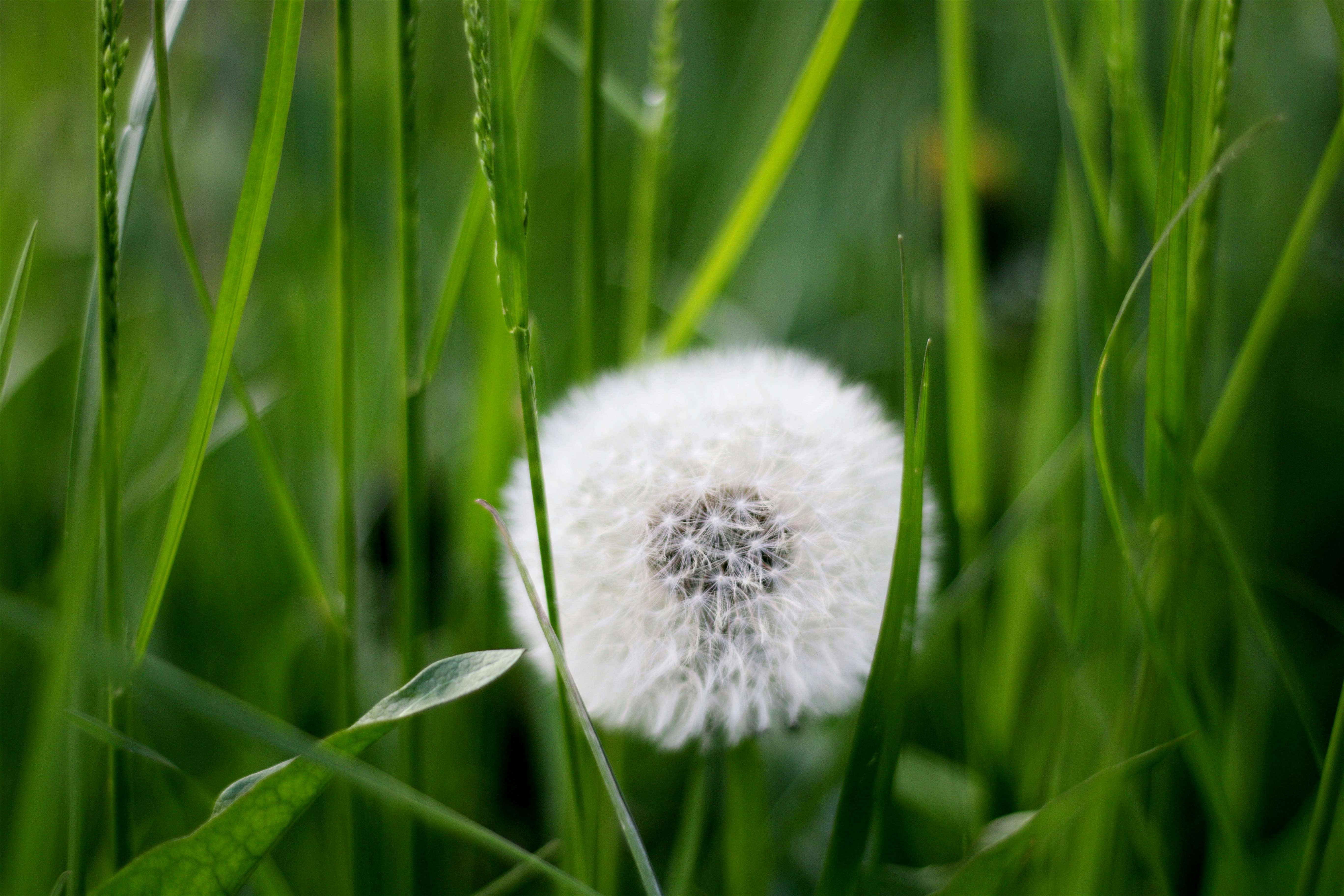 Dandelion Puff in Green Grass