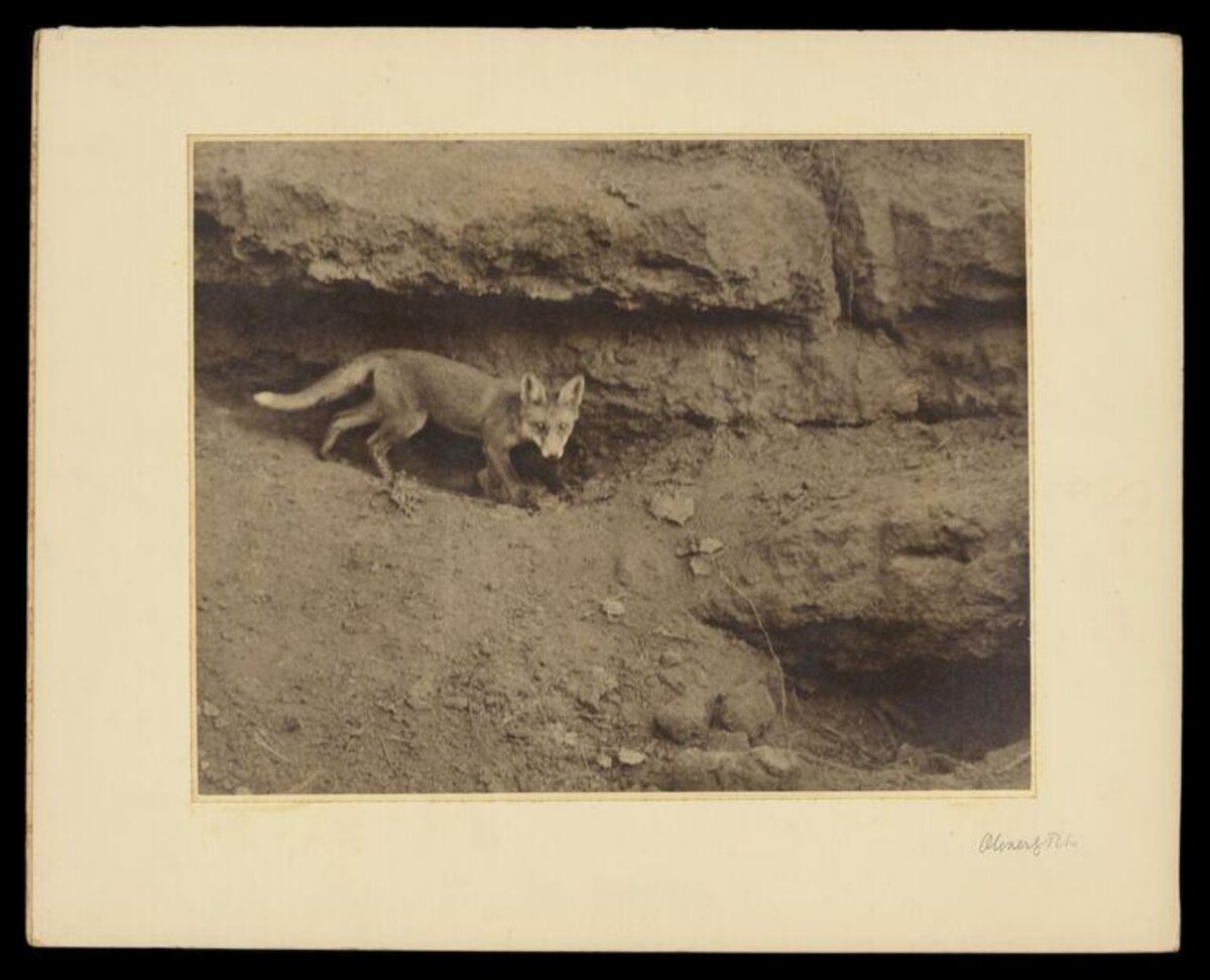 Fox Emerging From Its Burrow