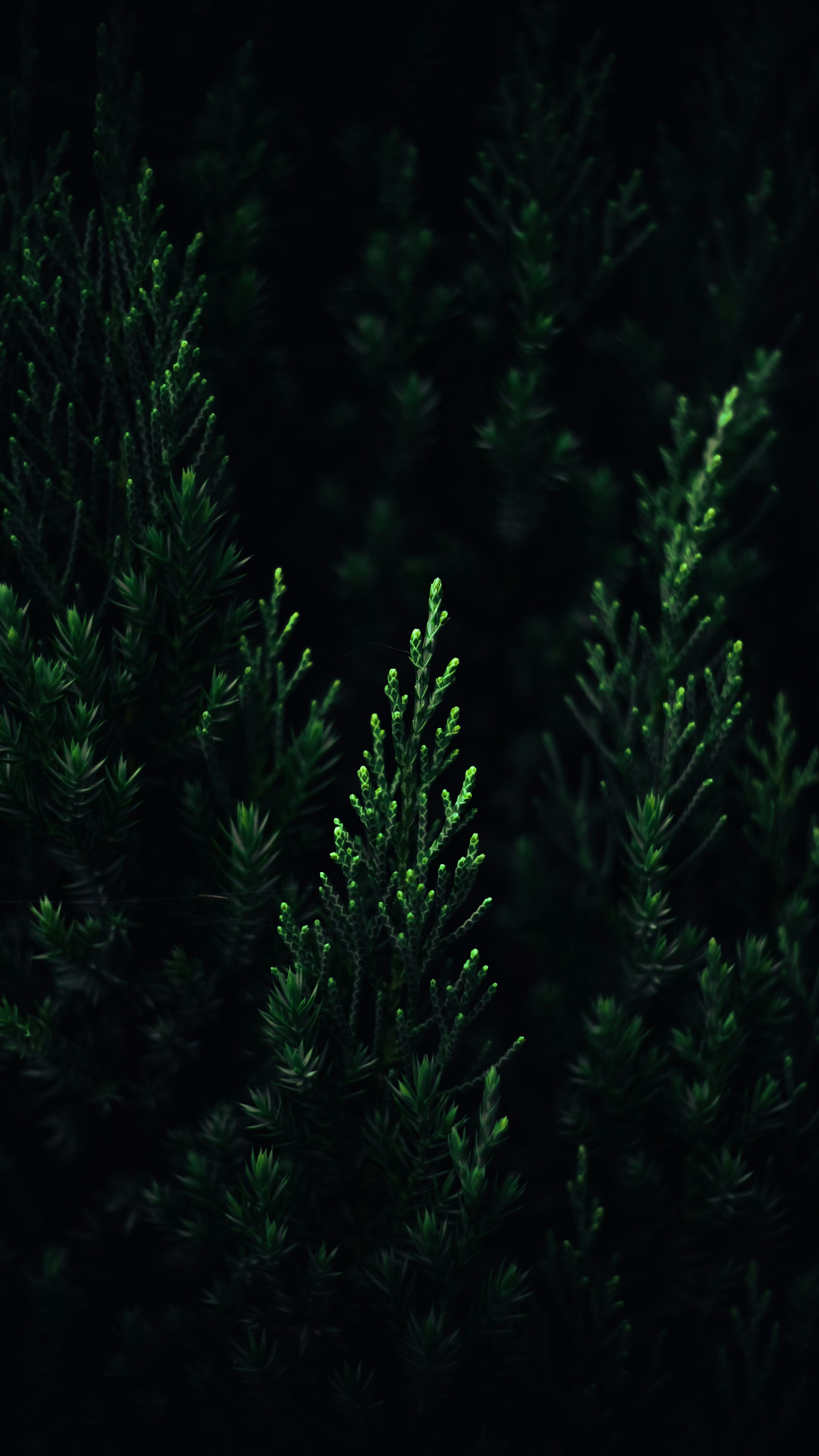 Wallpapers