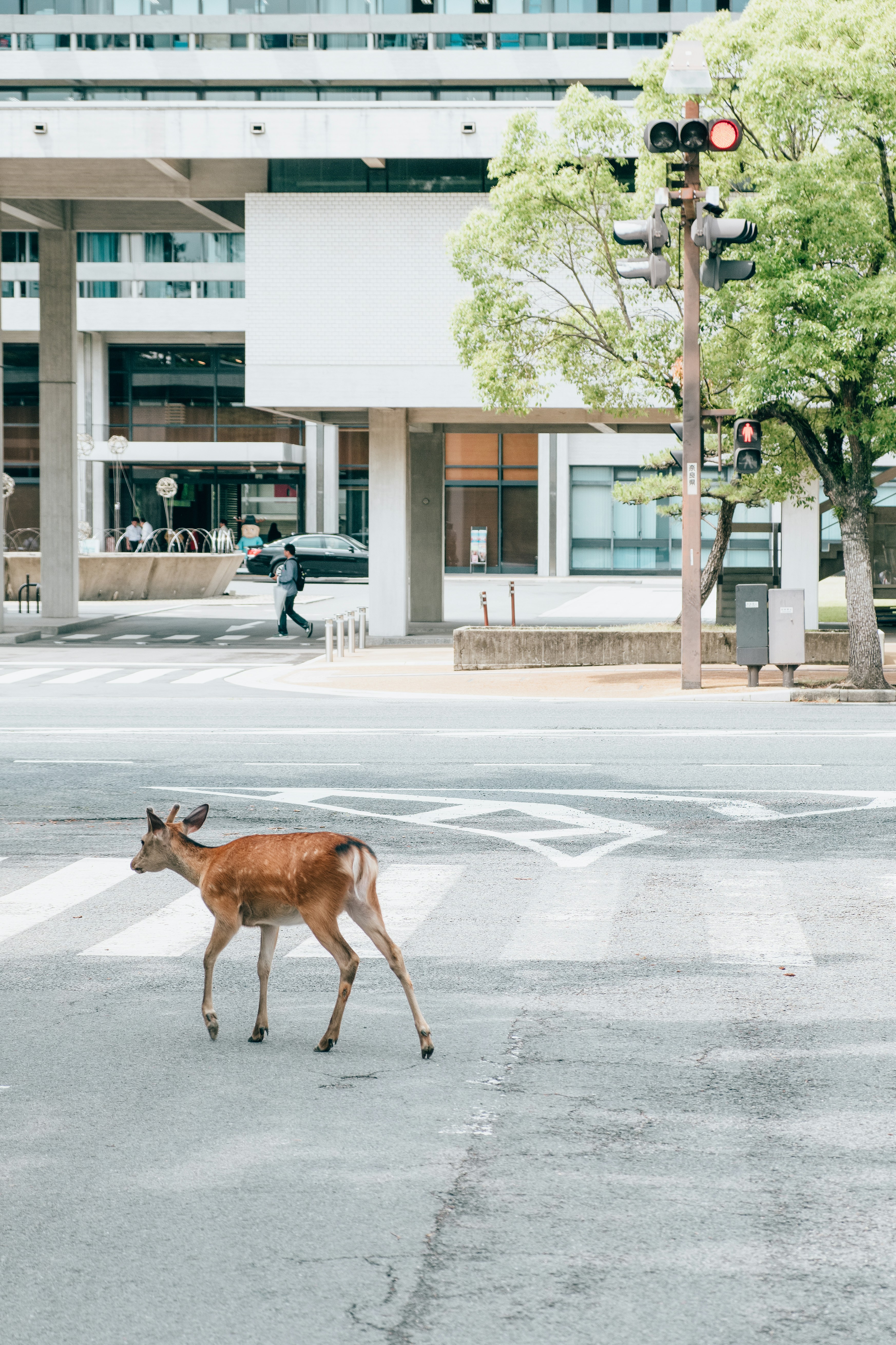 Wild Deer Crossing City Intersection