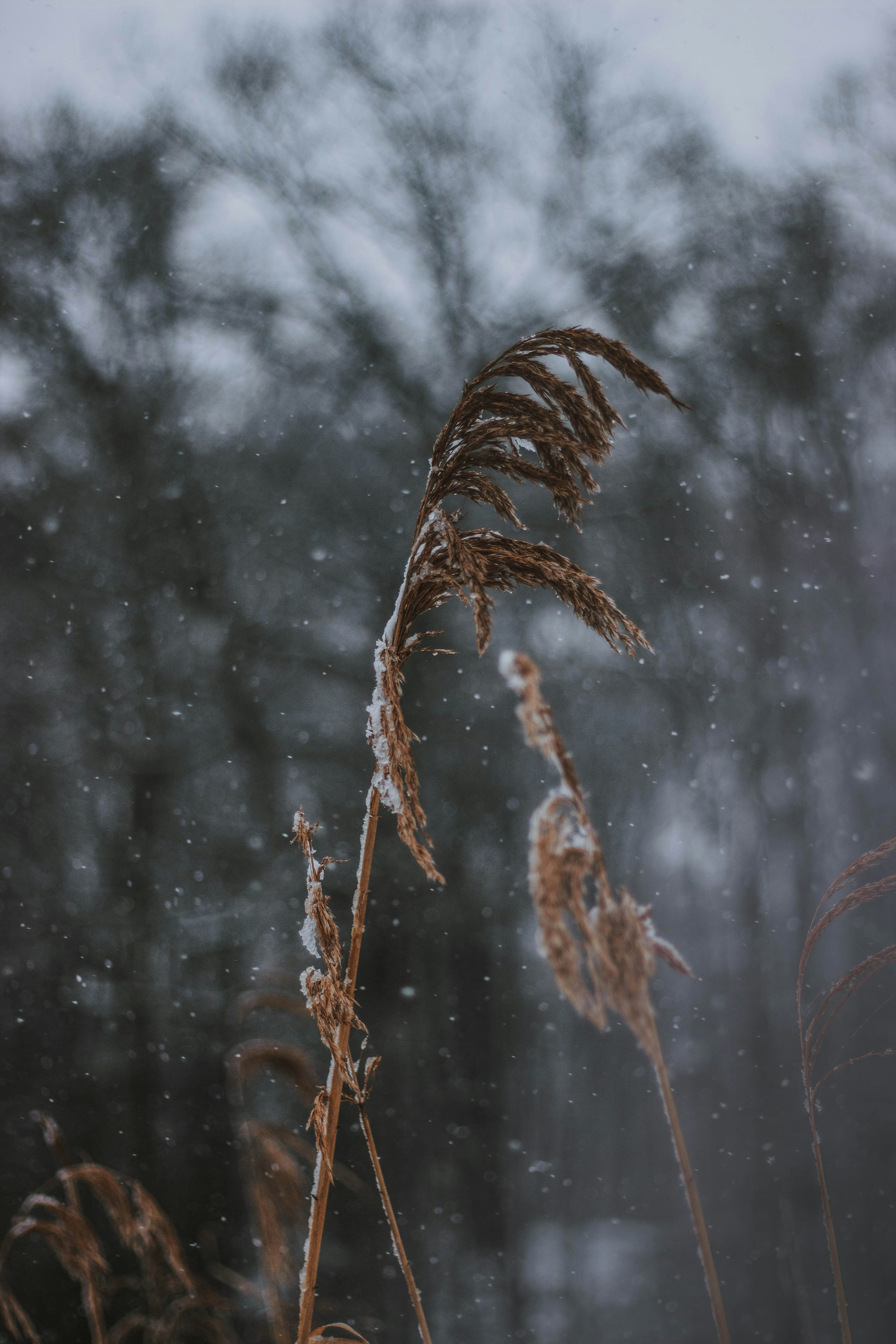 Snow Falling on Winter Reeds