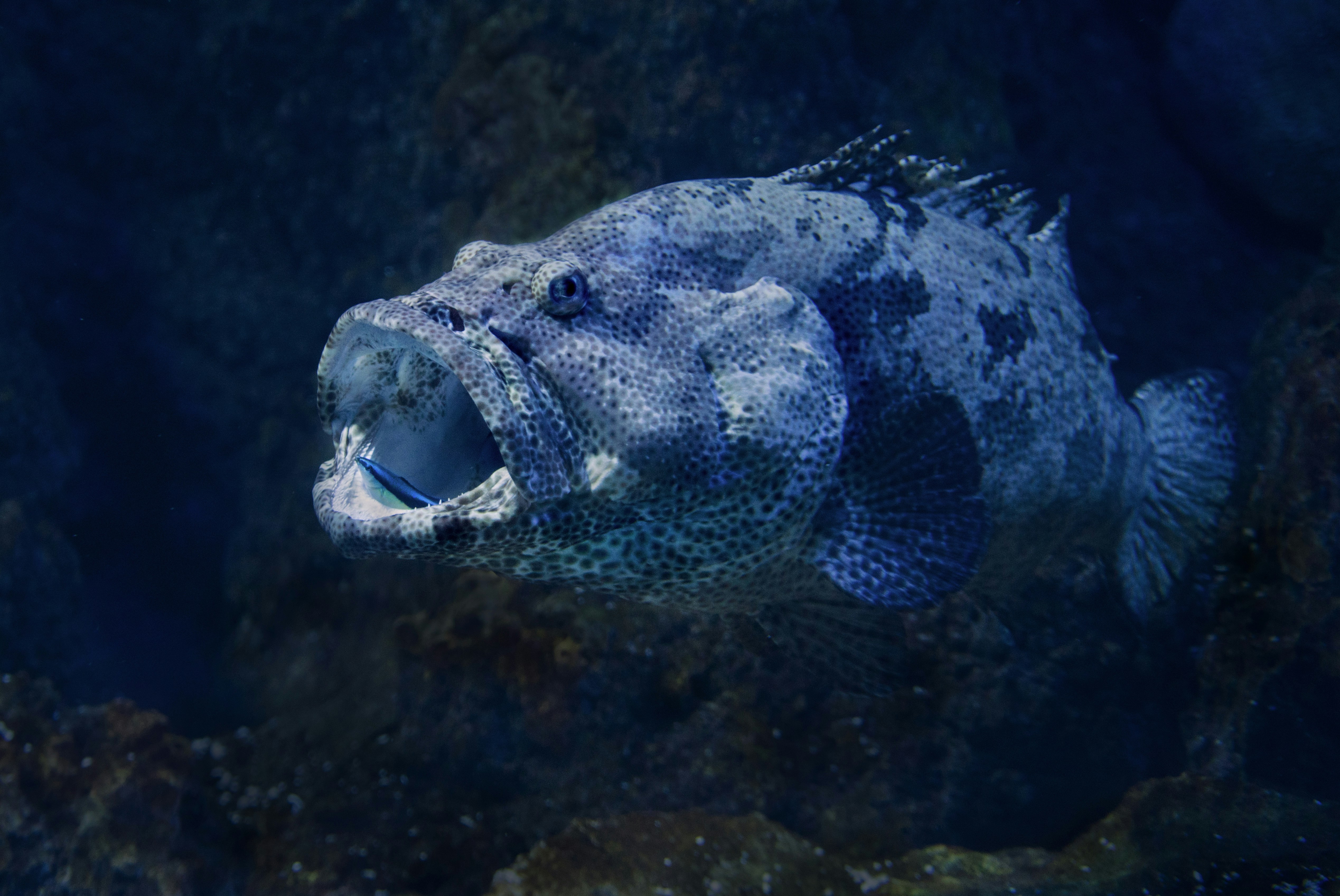 Open-mouthed Grouper Underwater