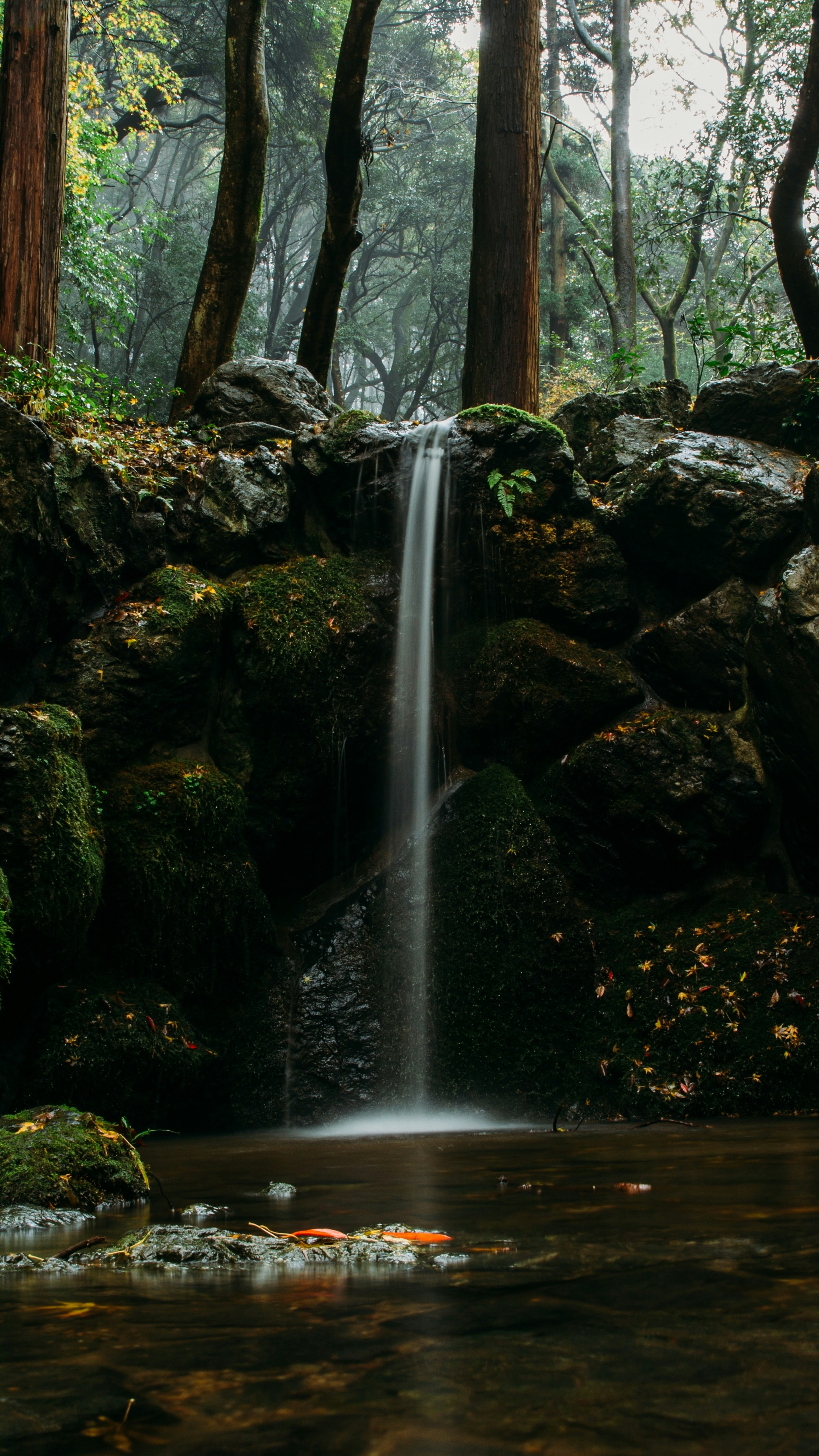 Wallpapers