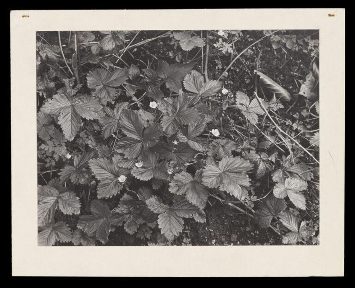Black and White Wild Strawberry Plants