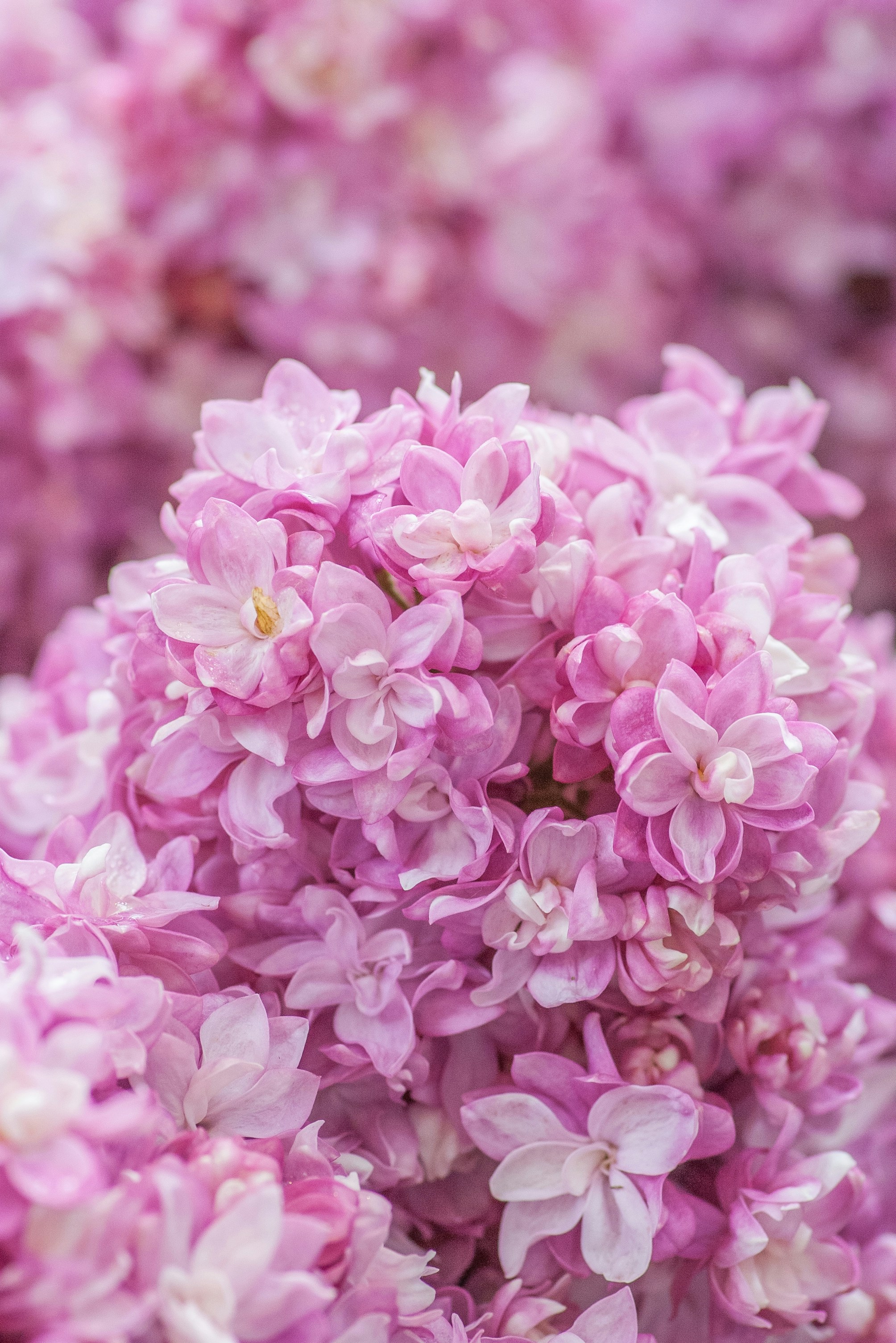 Pink Lilac Flower Cluster