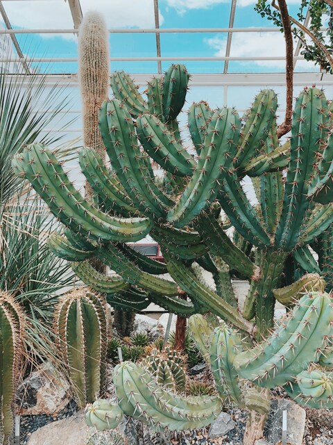 Cacti Collection in Greenhouse