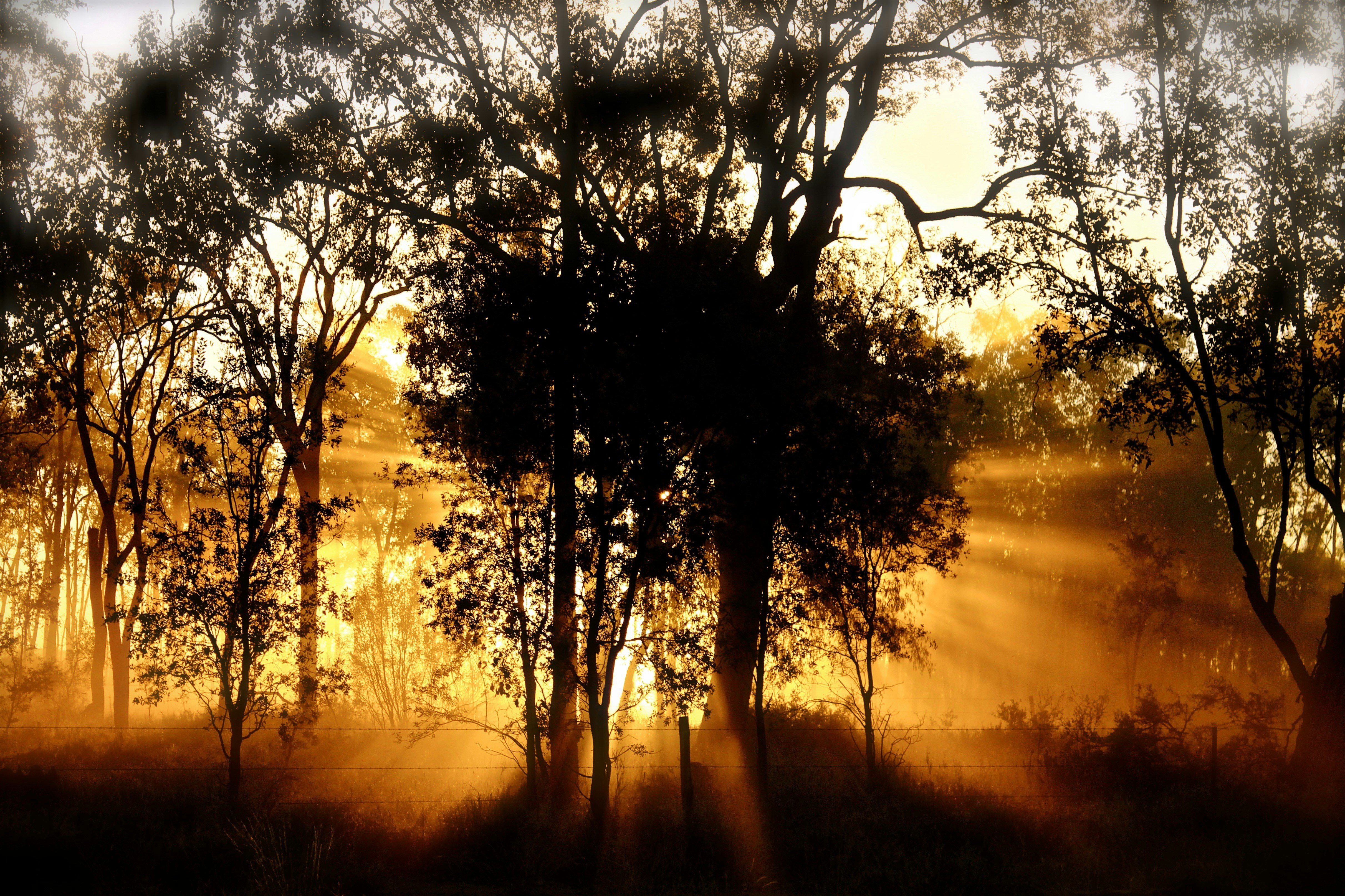 Golden Sunbeams Through Forest