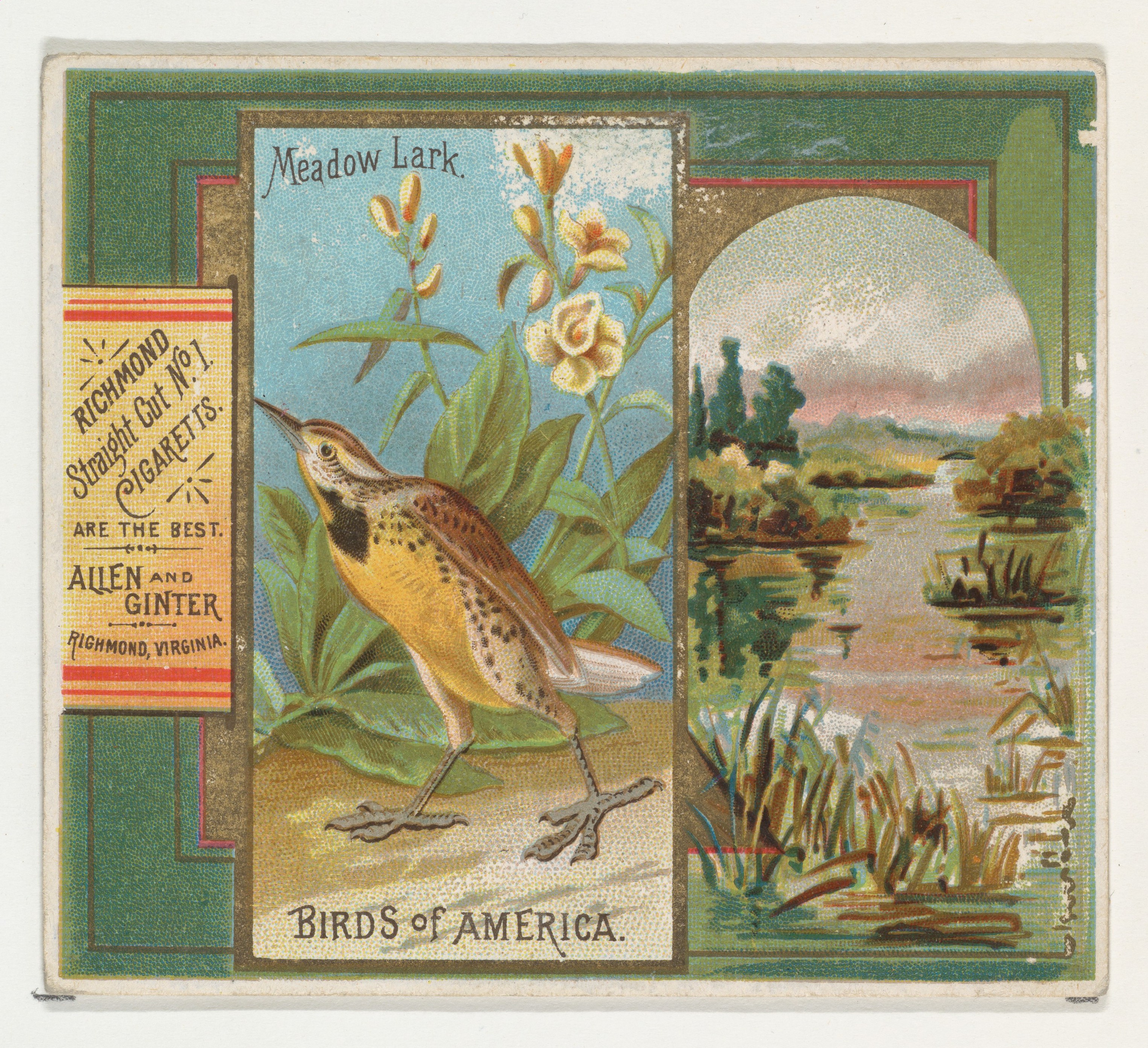 Vintage Meadow Lark Cigarette Card