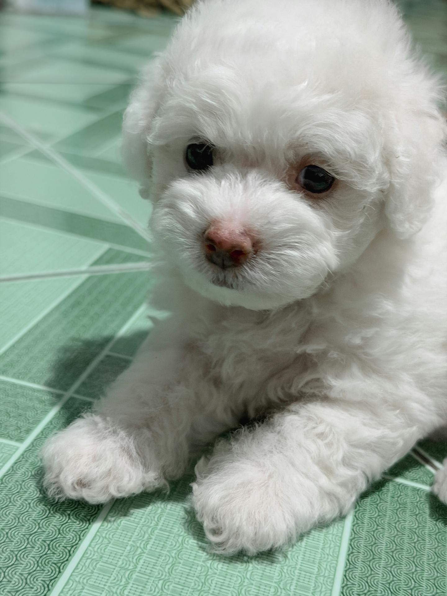 Fluffy White Bichon Puppy