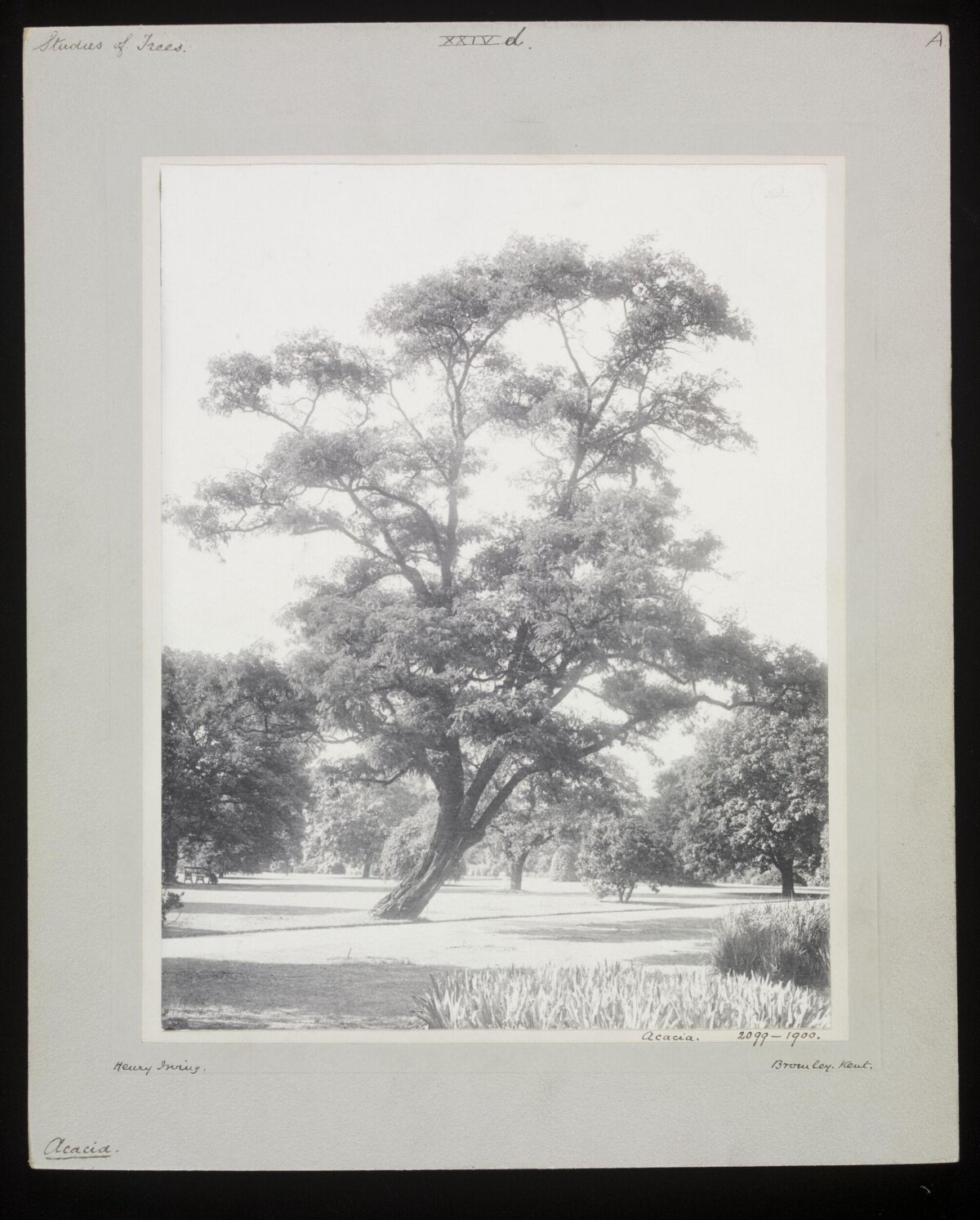 Vintage Acacia Tree in Park
