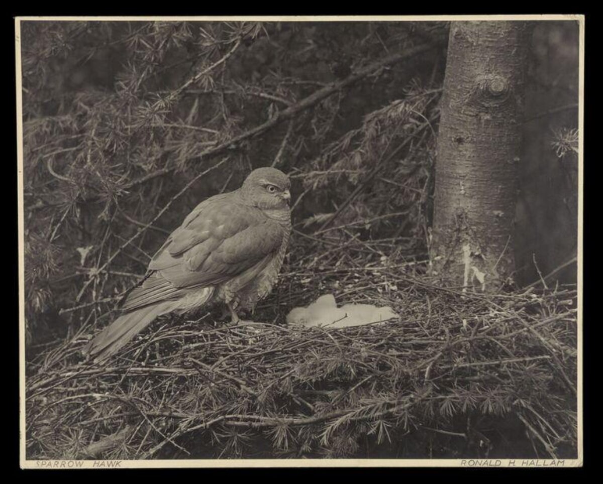 Sparrow Hawk on Nest