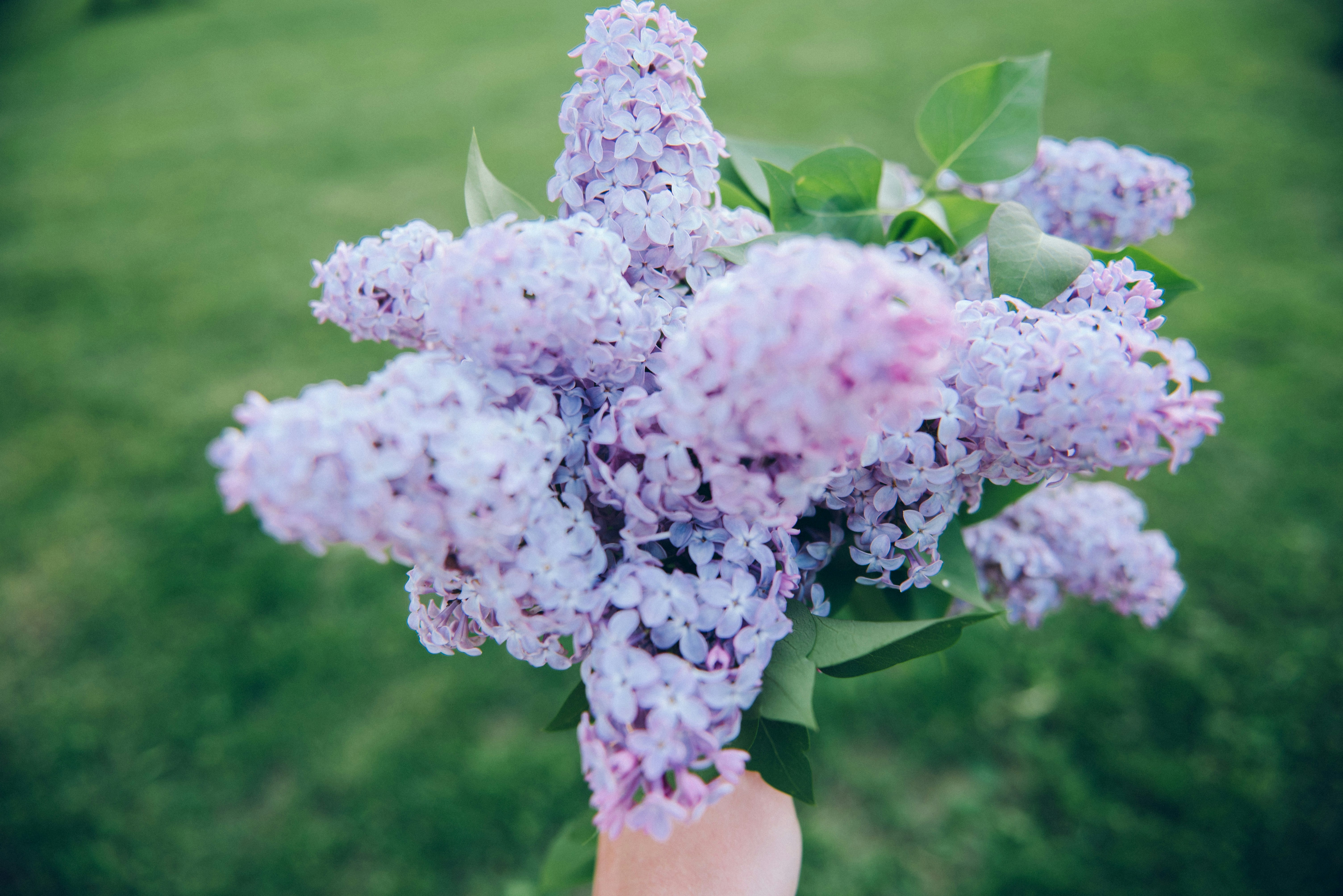 Hand Holding Lilac Bouquet